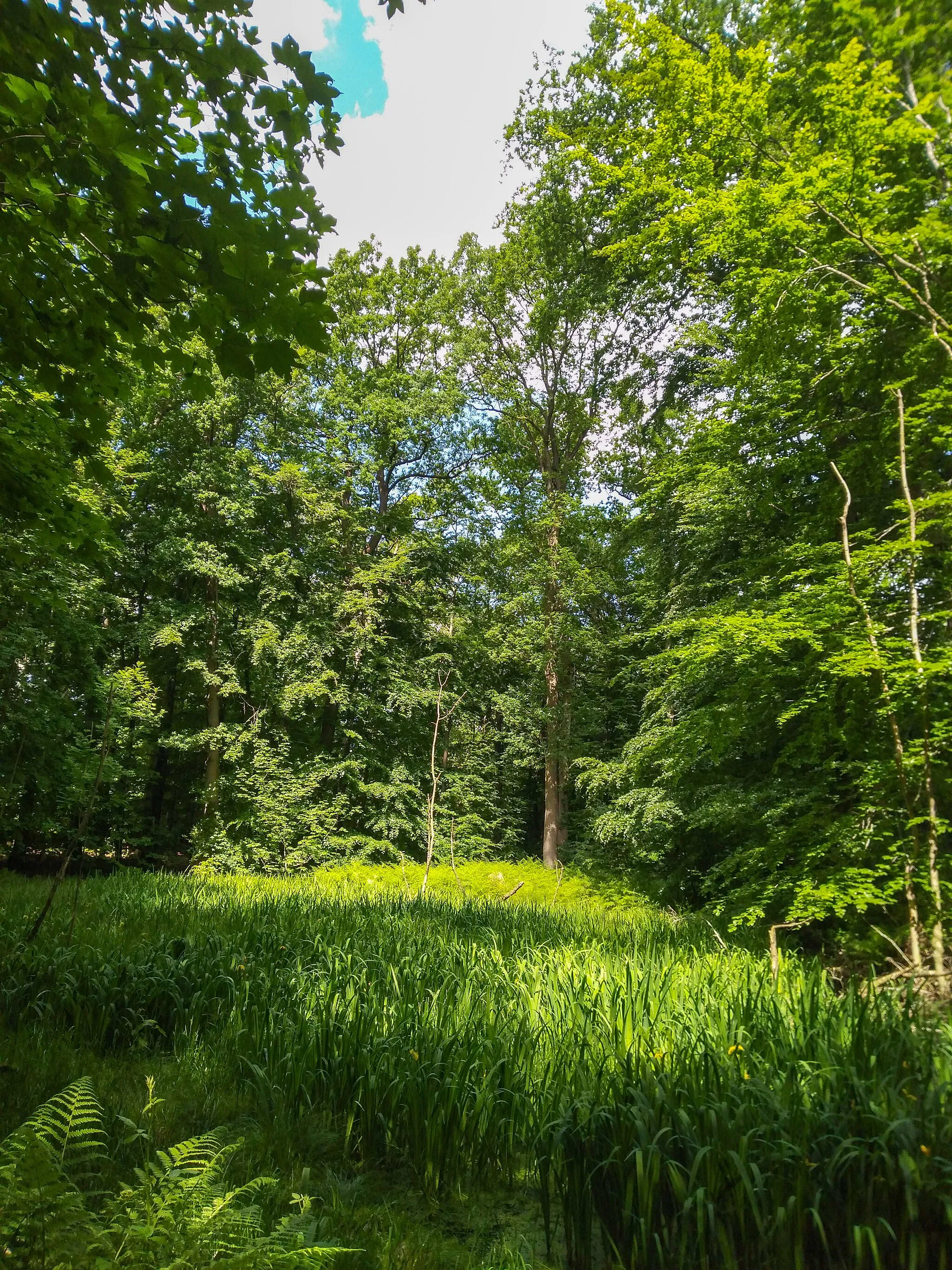 Photo showing: FFH-Gebiet Wälder der Hüttener Berge