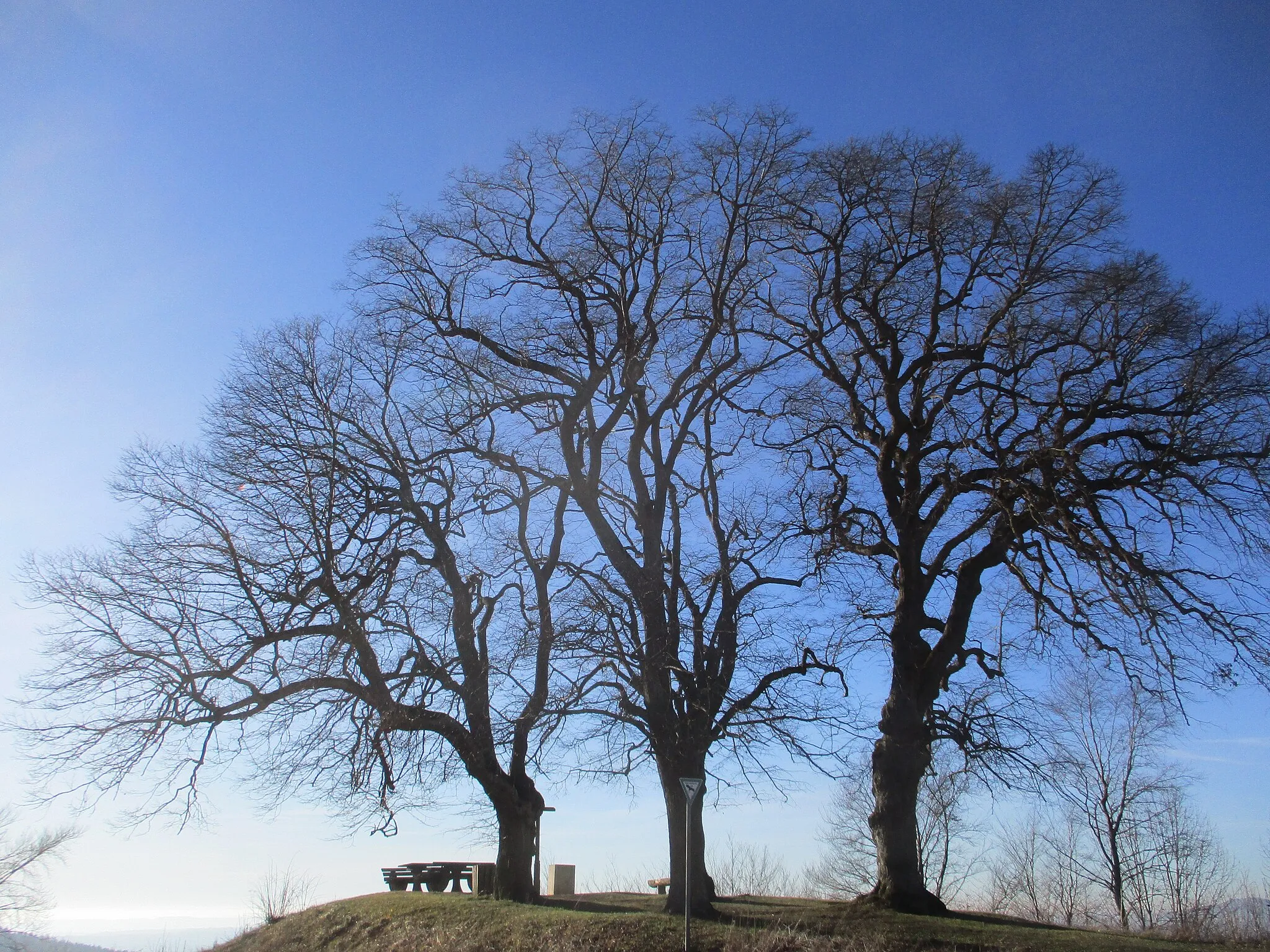 Photo showing: Lookout west of Burg Spielberg, Bavaria. The lookout consists of four trees surrounding a wayside cross.