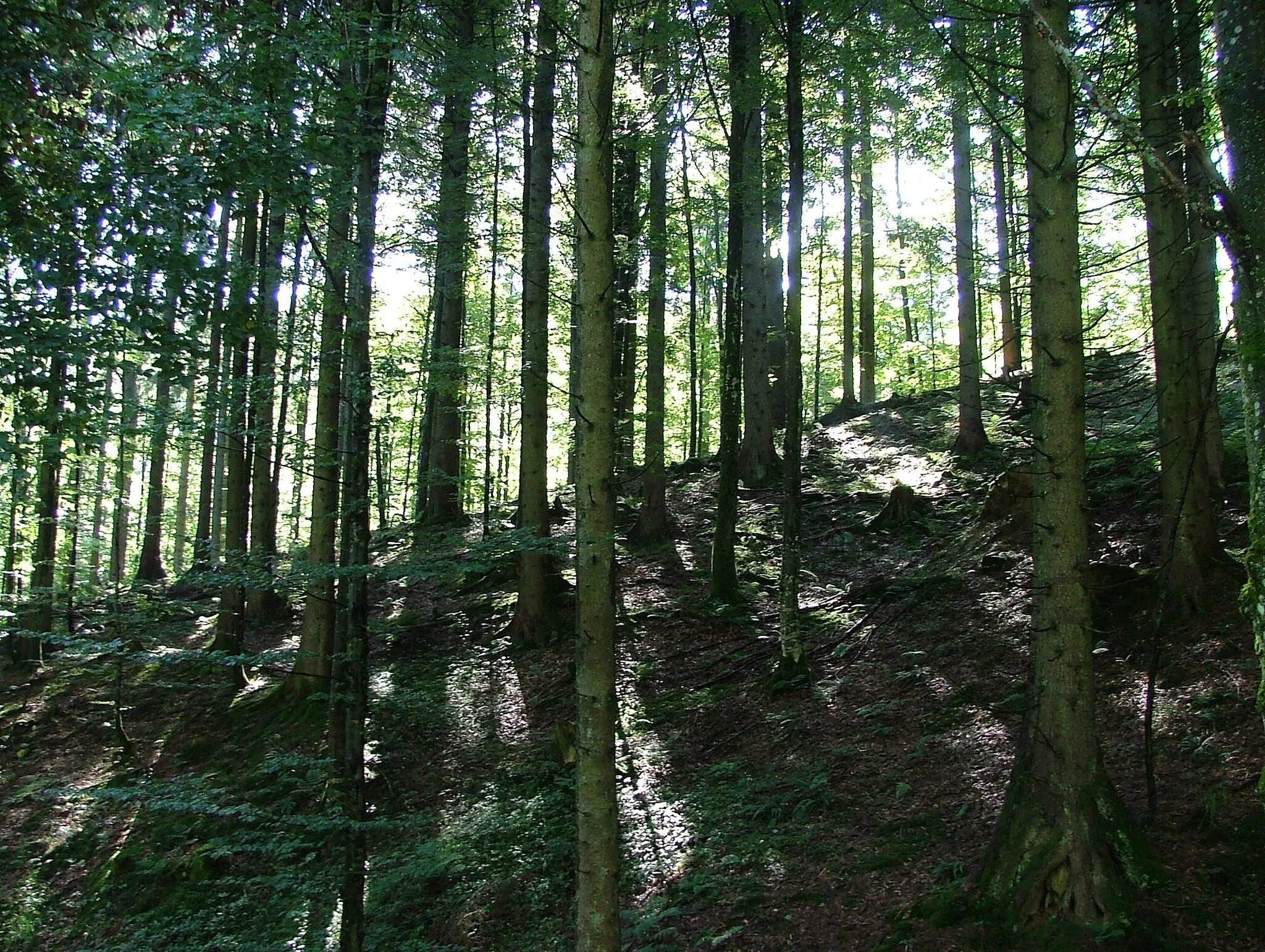 Photo showing: Adelegg Ausgedehntes Waldgebiet