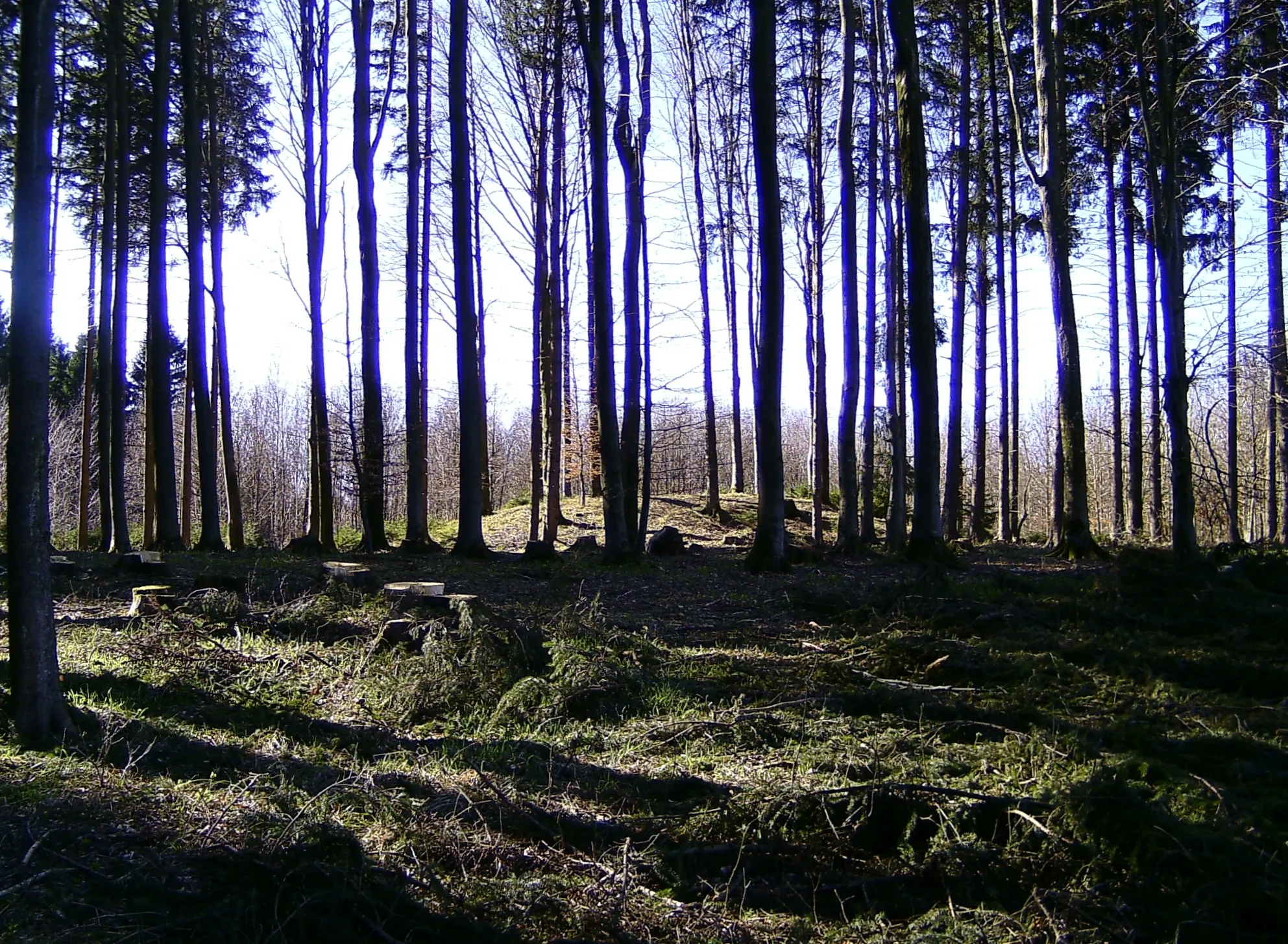 Photo showing: grave mound in bavaria