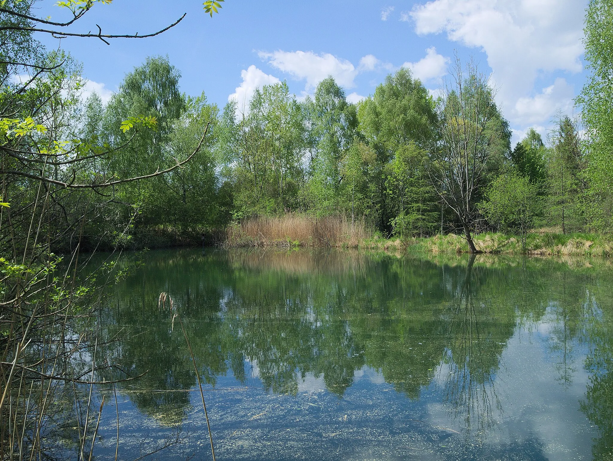 Photo showing: Lechauwald bei Unterbergen, Bayern, NSG-00377.01