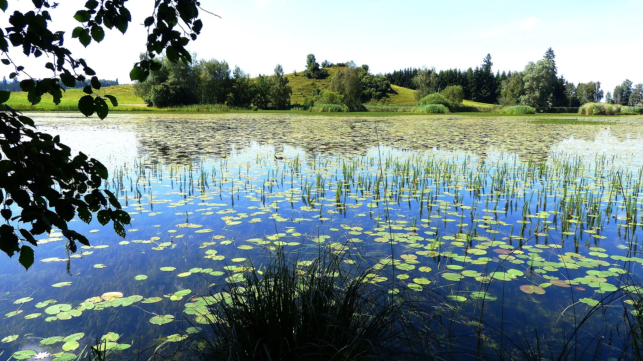 Photo showing: View from the south bank of the lake Widdumer Weiher in the nature reserve Widdumer Weiher