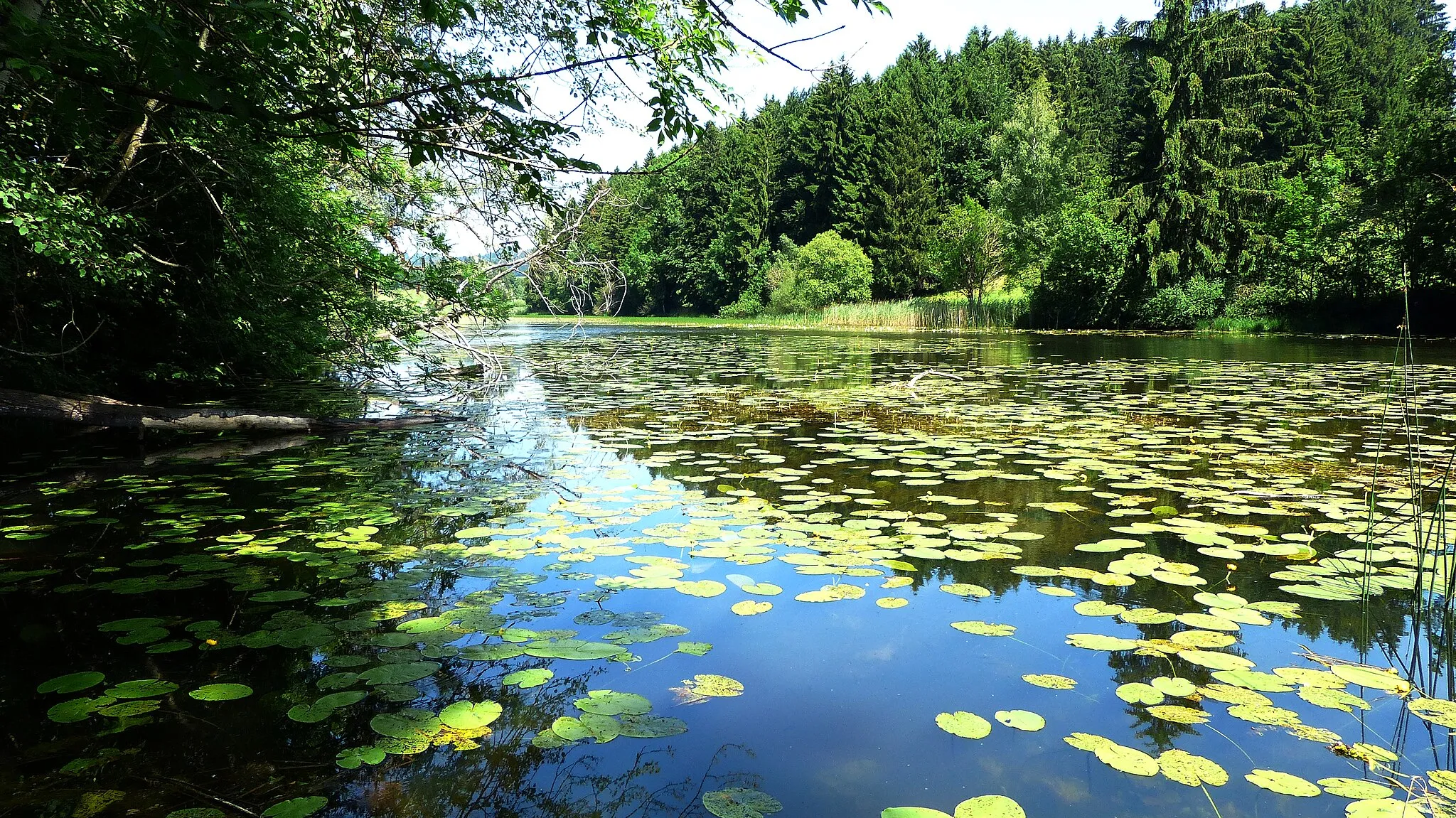 Photo showing: View from the west bank of the lake Widdumer Weiher in the nature reserve Widdumer Weiher