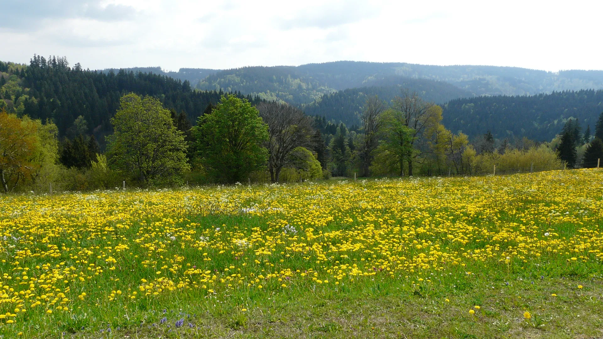 Photo showing: Kürnacher Wald im Frühling