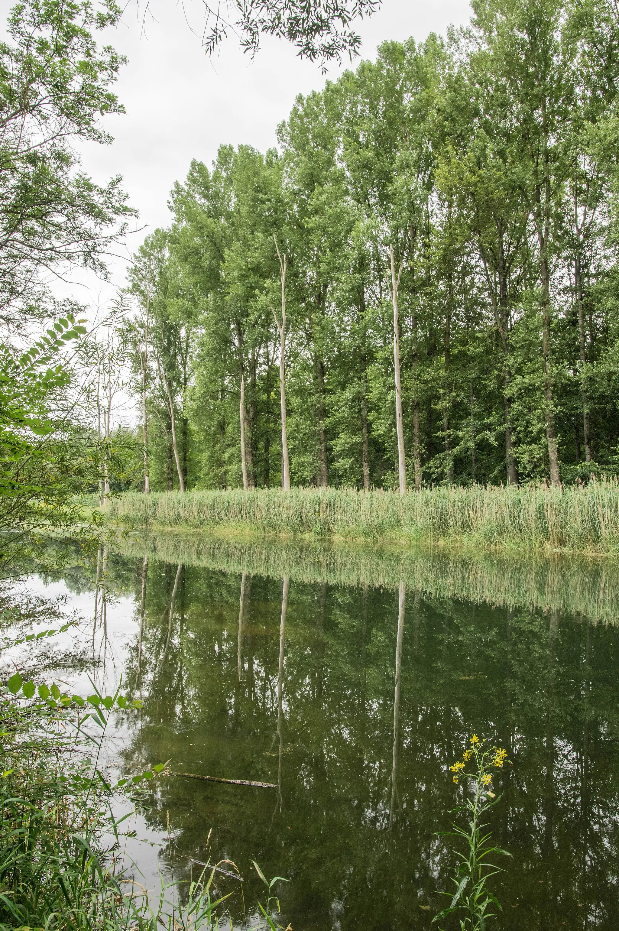 Photo showing: Blick von Nordwesten gegen die schmale mit Auwald bestandene Landzunge zwischen Altwasser und der kanalisierten Donau; Baumbestand teilweise weit höher als 25 m.  Naturdenkmal ND-6601