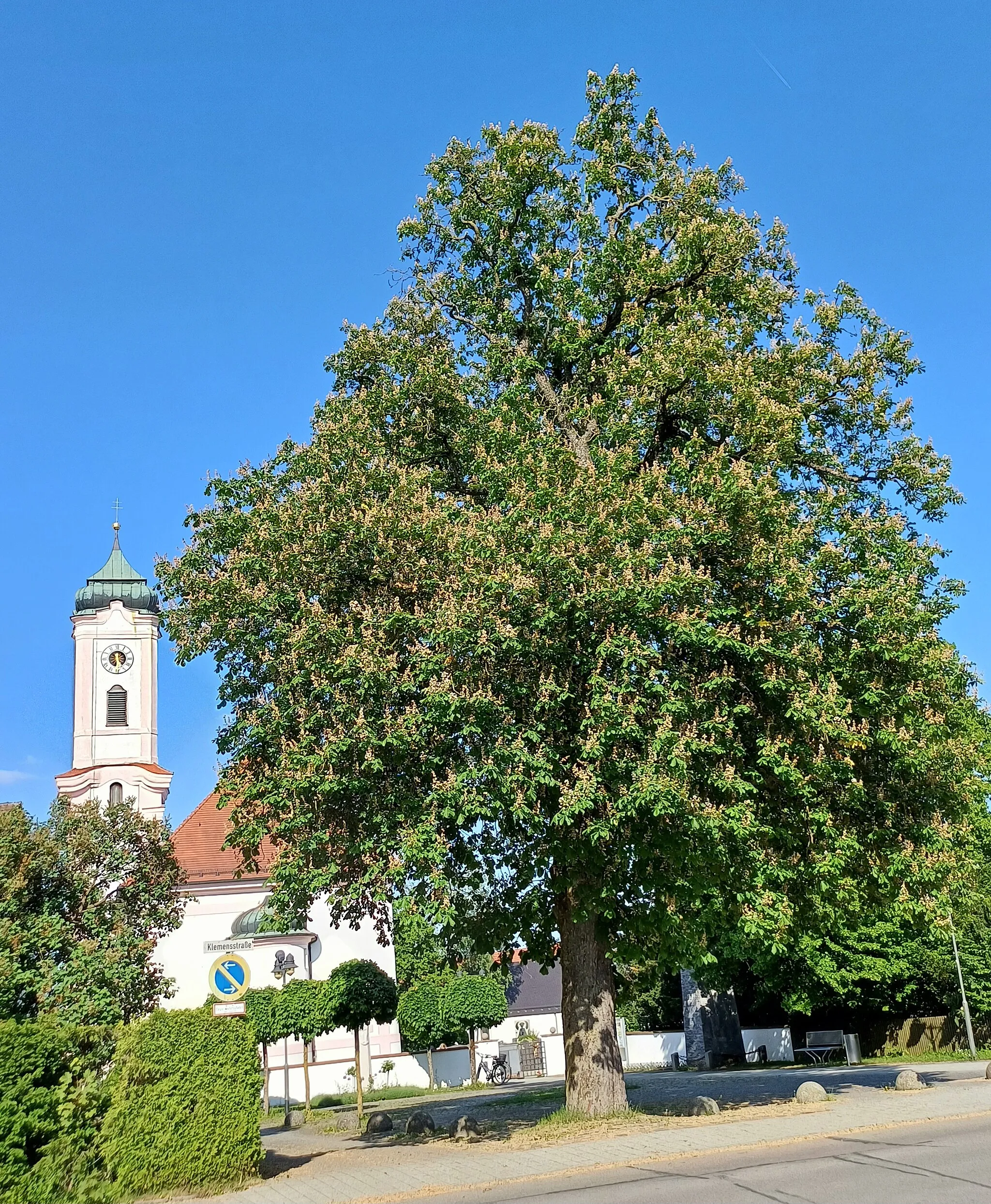 Photo showing: Kastanie vor Kirche St. Clemens, Herbertshofen, Naturdenkmal