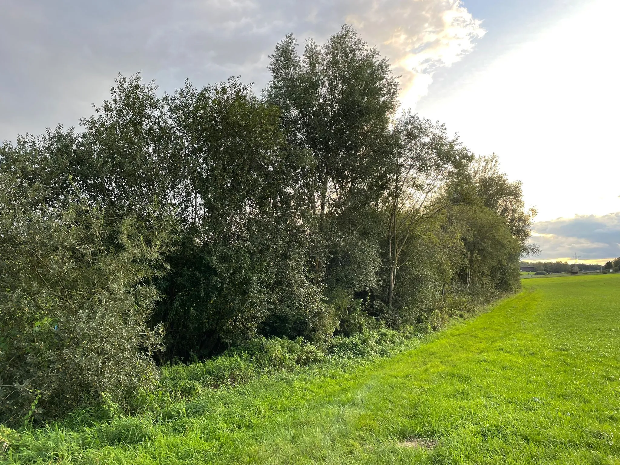 Photo showing: renaturierter, stark bewachsener Lauf des Erlenbachs östlich von Freihalden, Blickrichtung flussaufwärts nach Süden, Nähe der Bahnstrecke Augsburg-Ulm