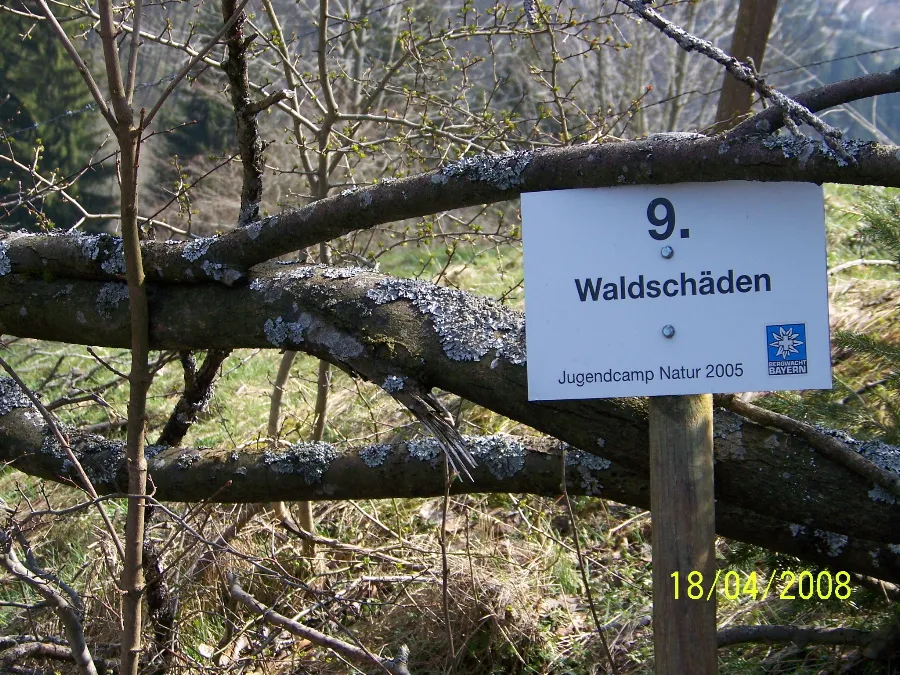 Photo showing: Waldschäden Jugendcamp Natur 2005