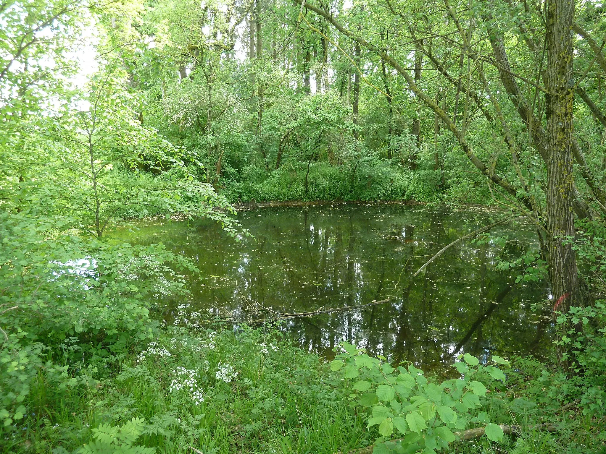 Photo showing: Hülbe im Hagenbucher Feld
