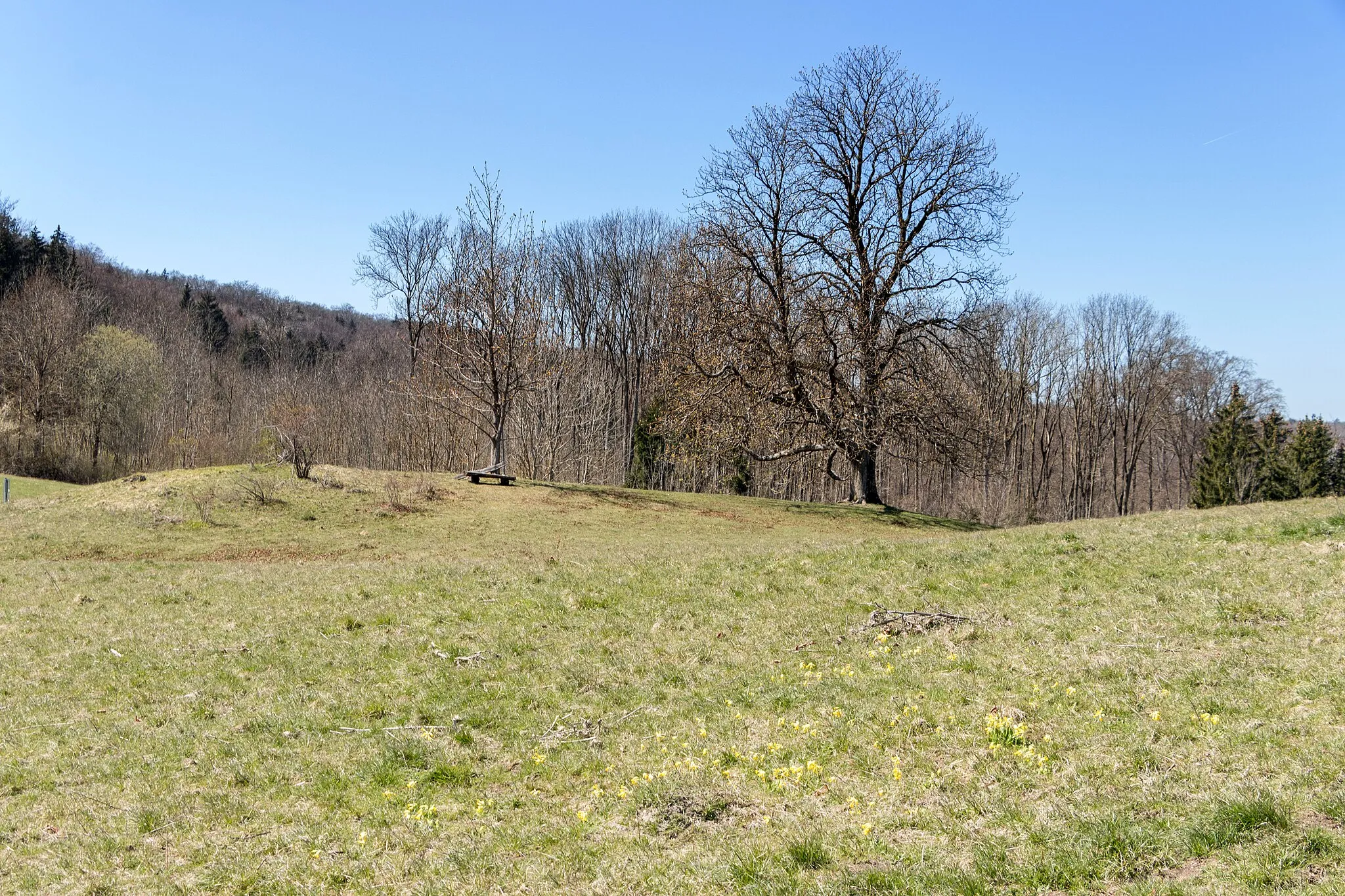 Photo showing: Gelber Berg, Dittenheim, Naturpark Altmühltal, Baumgruppe