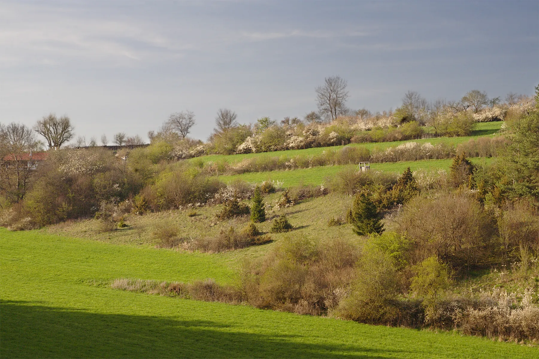 Photo showing: Slope of the Weskental, east of  the village Eglingen (belongs to Hohenstein), Swabian Alb. The valley descends down into the valley oft he “Große Lauter“, south of Buttenhausen. The rows of horizontal hedges, probably developed on stringed stones, and well attended over centuries, were natural borders of fields.