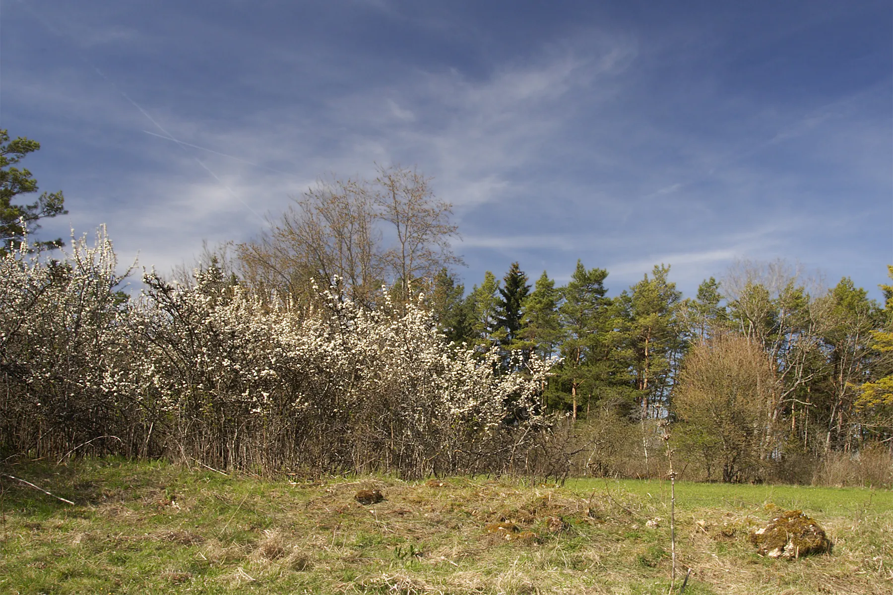 Photo showing: nature reserve Eichholz next to the village Eglingen, Swabian Alb. The reserve was excluded from all measures of land consolidarion, in order to preserve the historically small scales of fields with their multifunctional hedges for peasantry. To modern agriculture, however,  these natural borders are considered absolutely useless obstacles. They are not attended anymore, however, in that case the woody plants often fade away. The foreground reveals such a humous soil of stringed stones. Only lately, it was by ecology, that the eminent importance of stringed stones and hedges as species-rich biotopes and habitats were emphasized.