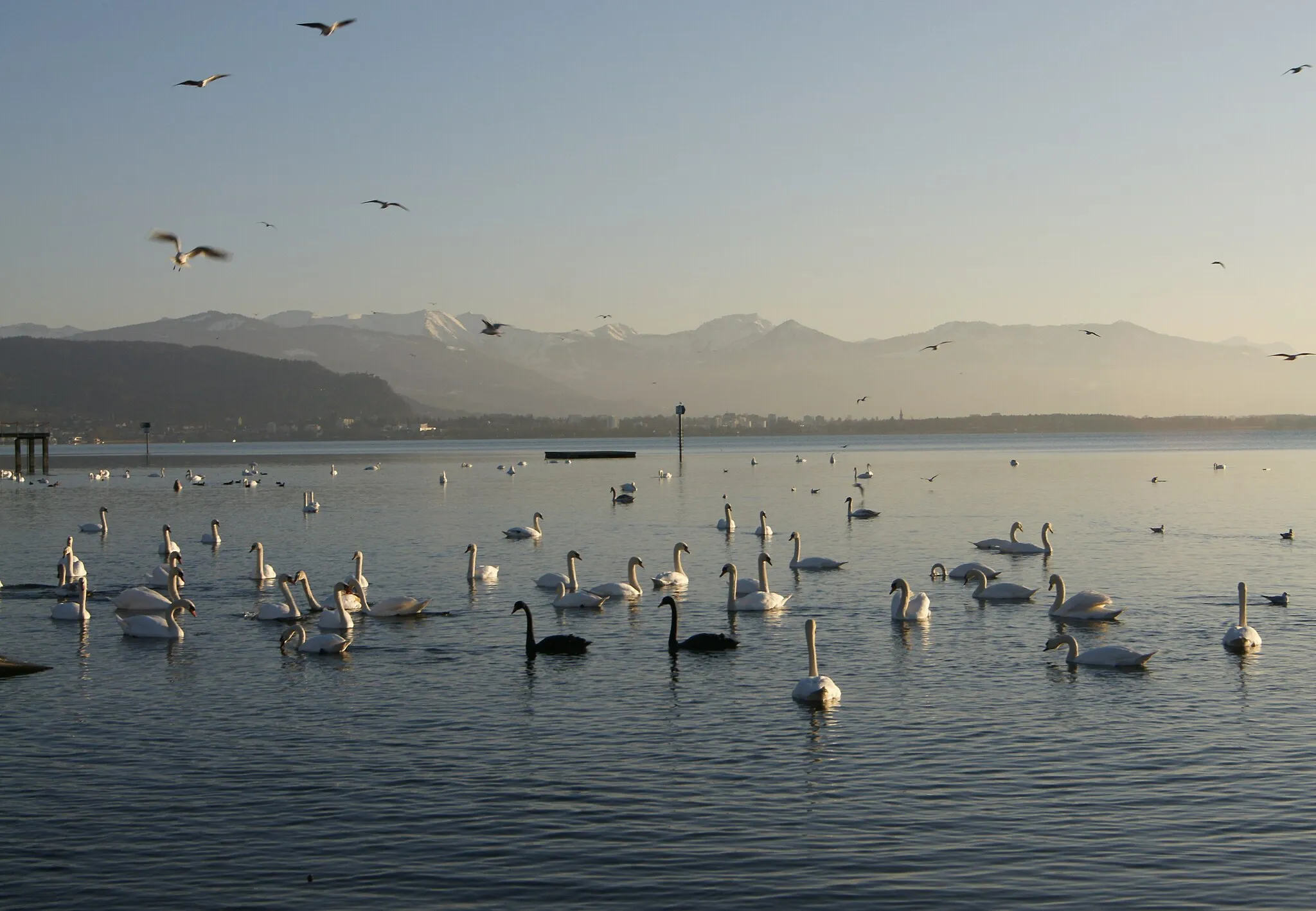 Photo showing: Schwäne am Strandbad von Lindau am Bodensee. Im Hintergrund mit Schnee bedeckt das Bregenzerwaldgebirge mit der Dornbirner Firstkette und dem Karrenberg.