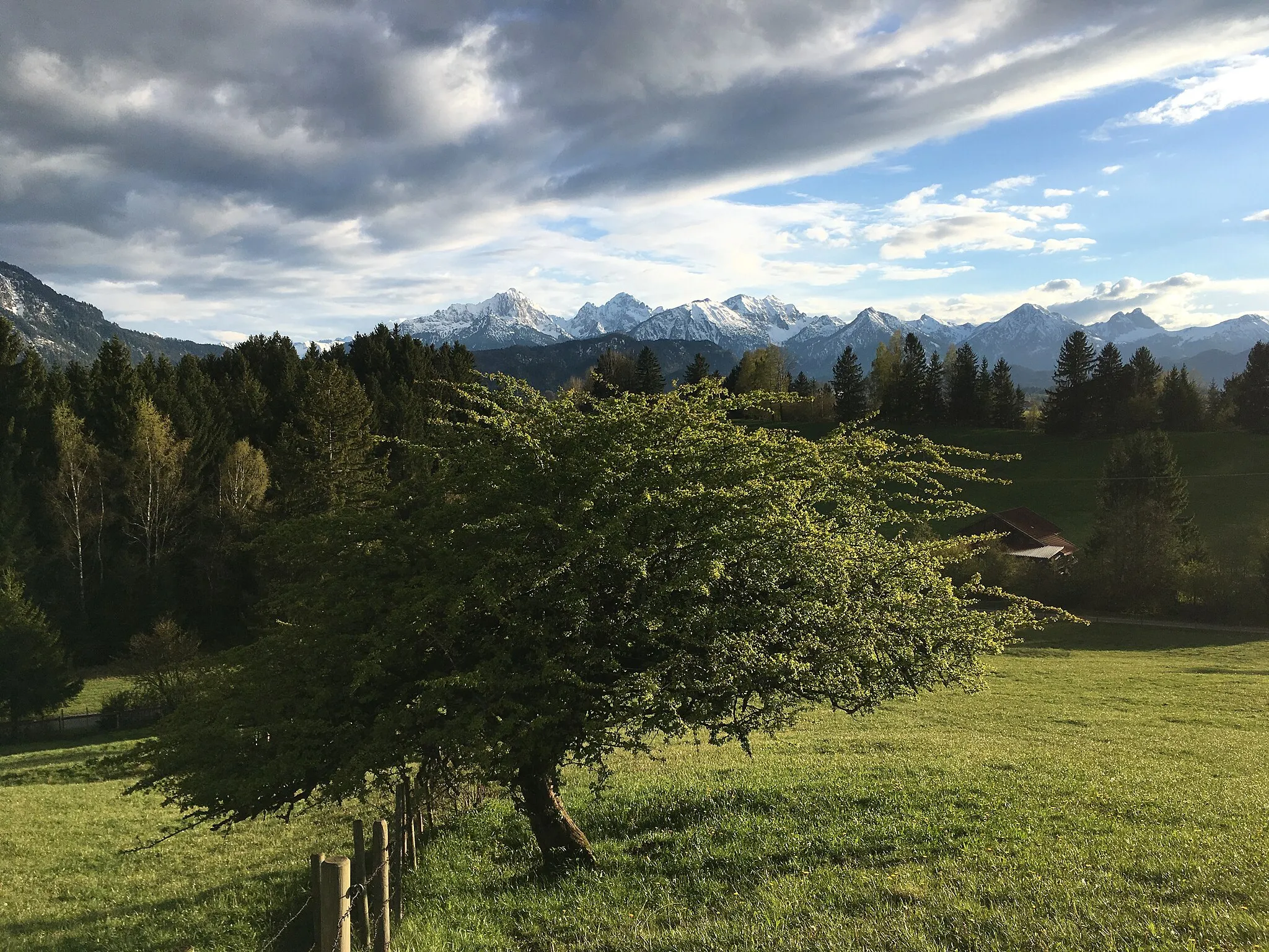 Photo showing: (LSG:BY-LSG-00446.01)_Forggensee und benachbarte Seen,
Weißdorn am sog. "Vogelberg" zwischen Bannwaldsee und Forggensee im Hintergrund Tannheimer Berge, u.a. der Aggenstein (2. v.r.).