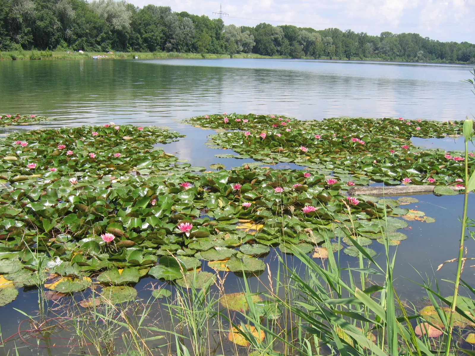Photo showing: Seerosen auf dem Joshofner Weiher, einem Baggersee im Landschaftsschutzgebiet Schutz der Donauauen östlich der Stadt Neuburg (LSG-00400.01).