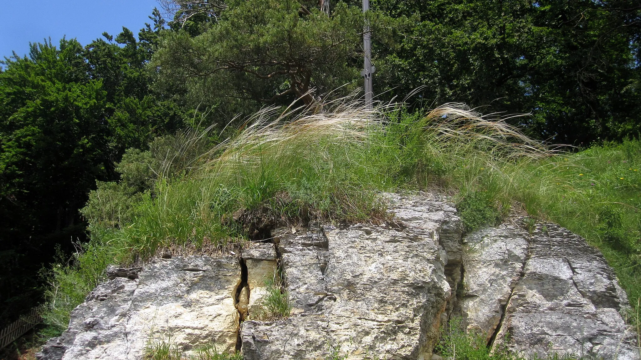 Photo showing: Das weltweit einzige Vorkommen des Bayerischen Federgrases Stipa pulcherrima ssp. bavarica auf einer Felsnase im Naturschutzgebiet Finkenstein, fotografiert von einem Mitarbeiter des Bayerischen Landesamts für Umwelt im Rahmen des FFH-Monitorings 2013. Der Standpunkt des Fotografen ist zum Schutz der Population und wegen Absturzgefahr für die Öffentlichkeit nicht zugänglich und durfte hier nur mit behördlicher Sondergenehmigung zur Bestandsaufnahme betreten werden.