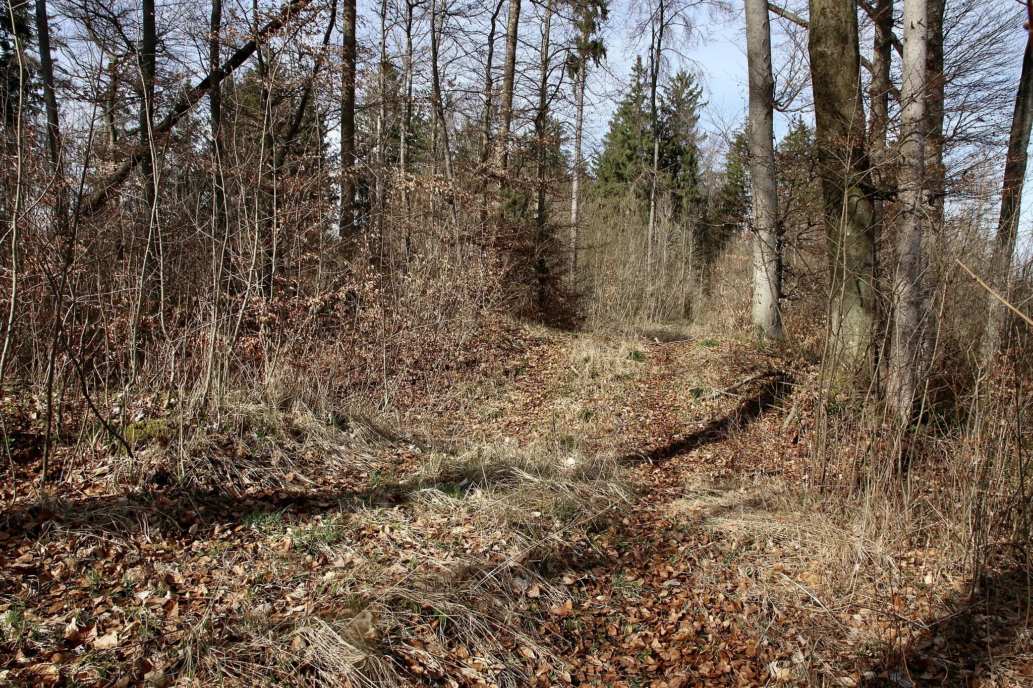 Photo showing: Die sichtbaren Überreste der Abschnittsbefestigung bei Mittelstetten, Blick auf den breiten Rückwall.