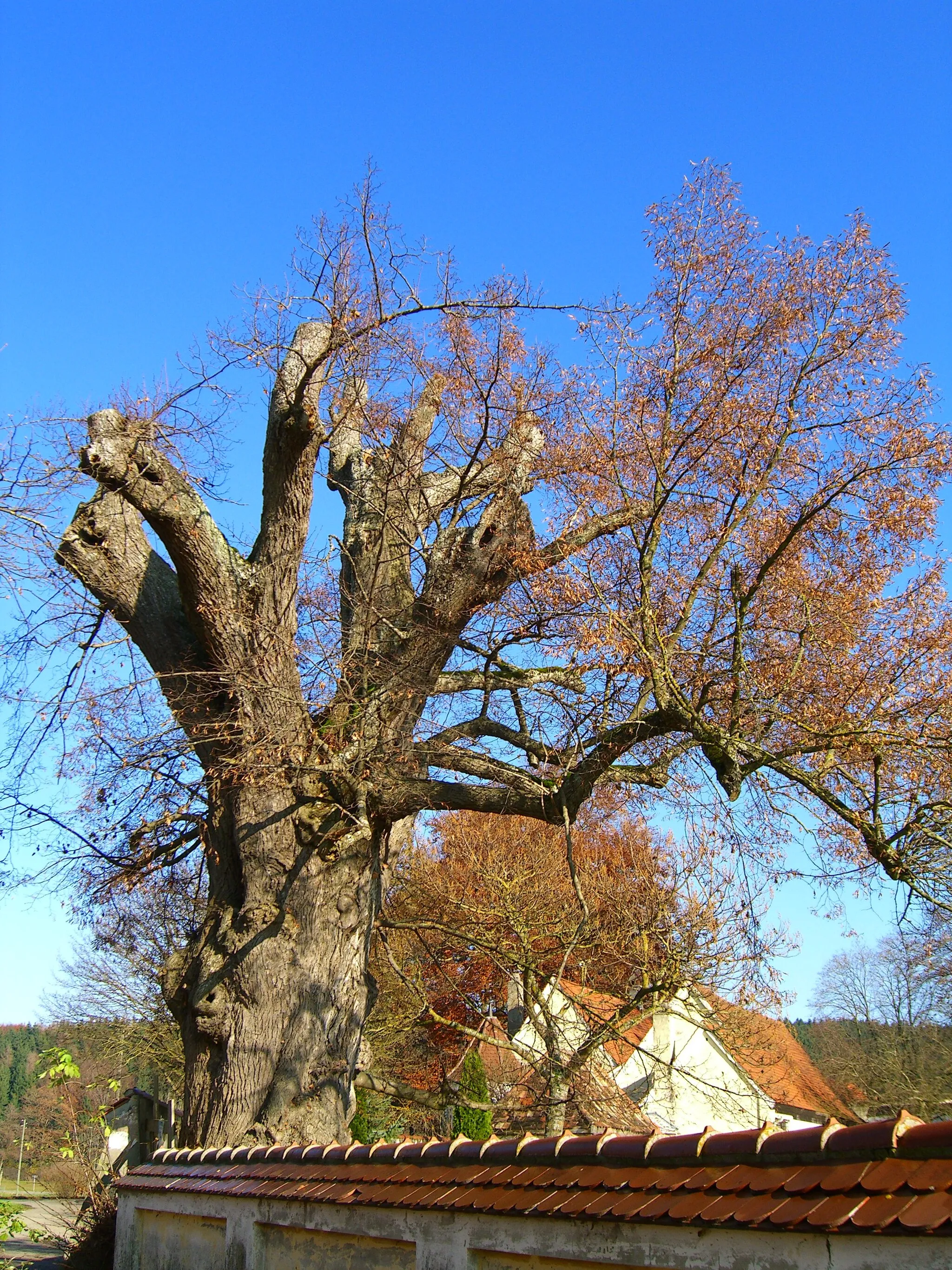 Photo showing: Naturdenkmal in de:Grünenfurt