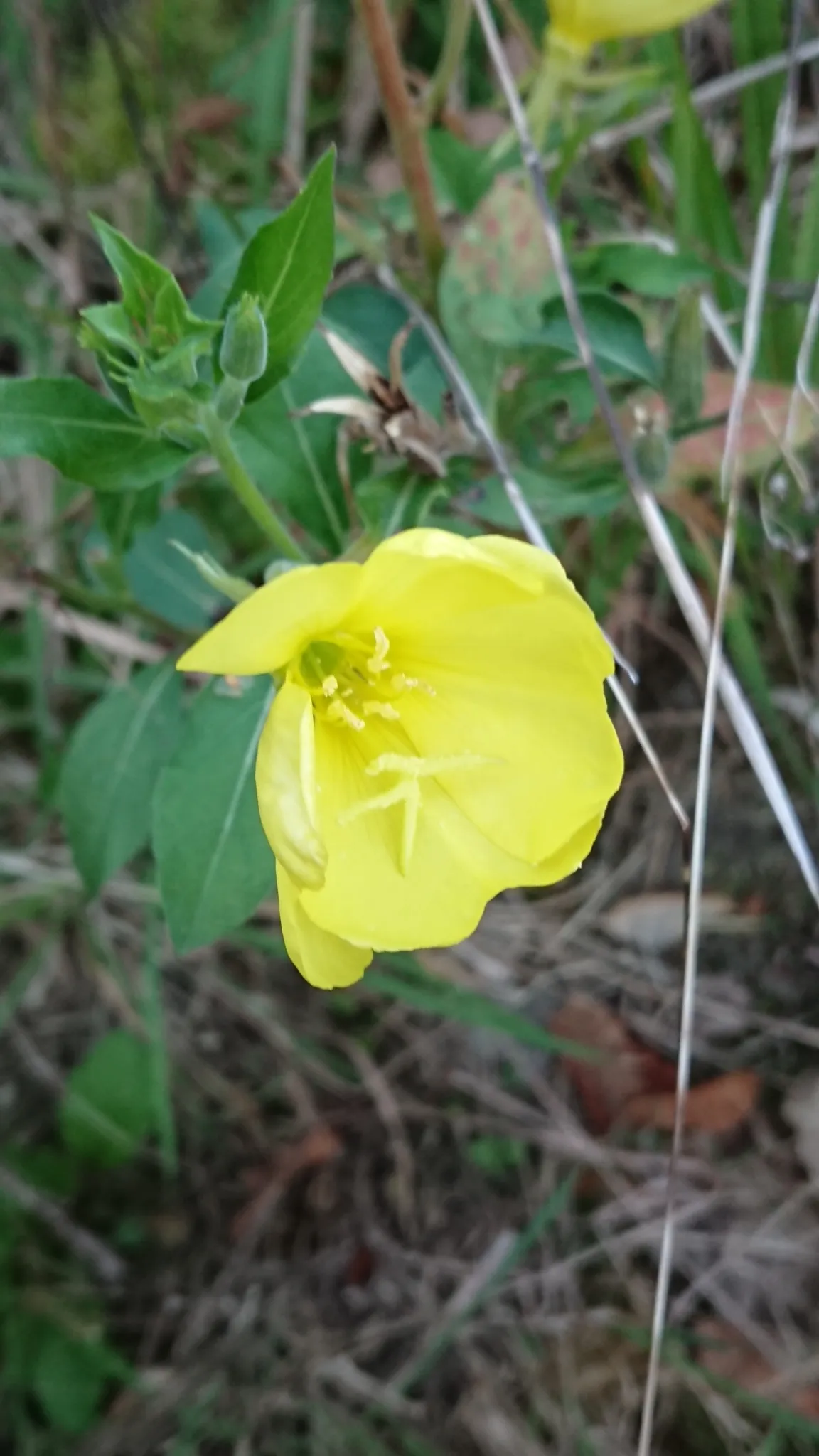 Photo showing: Oenothera oehlkersi