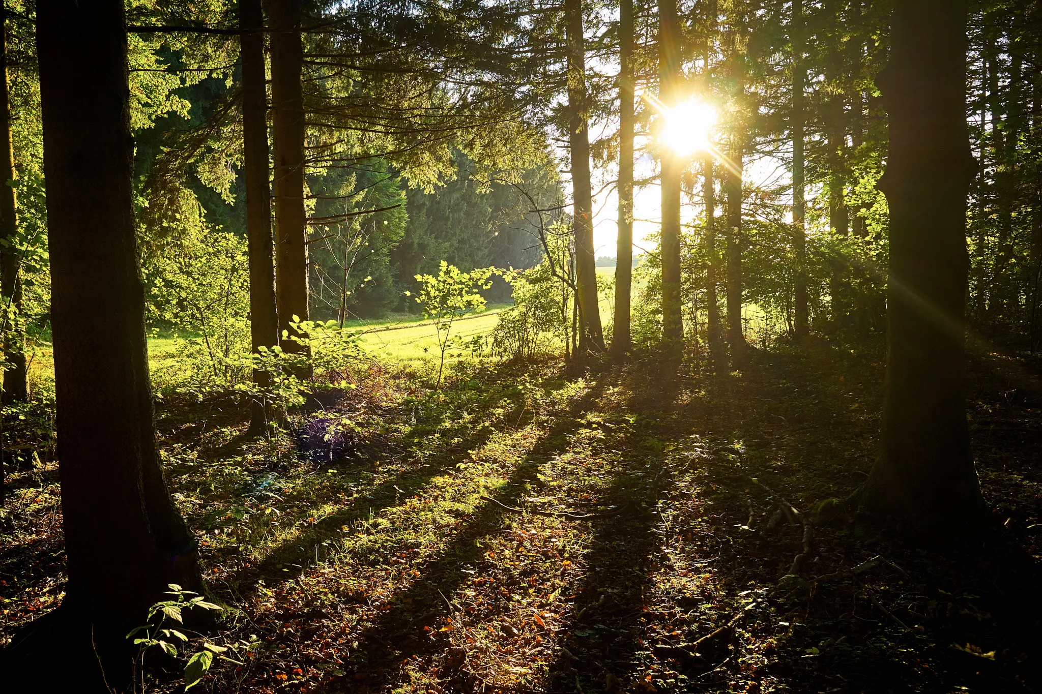 Photo showing: 500px provided description: Maybe There S A World [#landscape ,#forest ,#nature ,#sun ,#light ,#tree ,#background ,#beautiful ,#scene ,#green ,#fantasy]