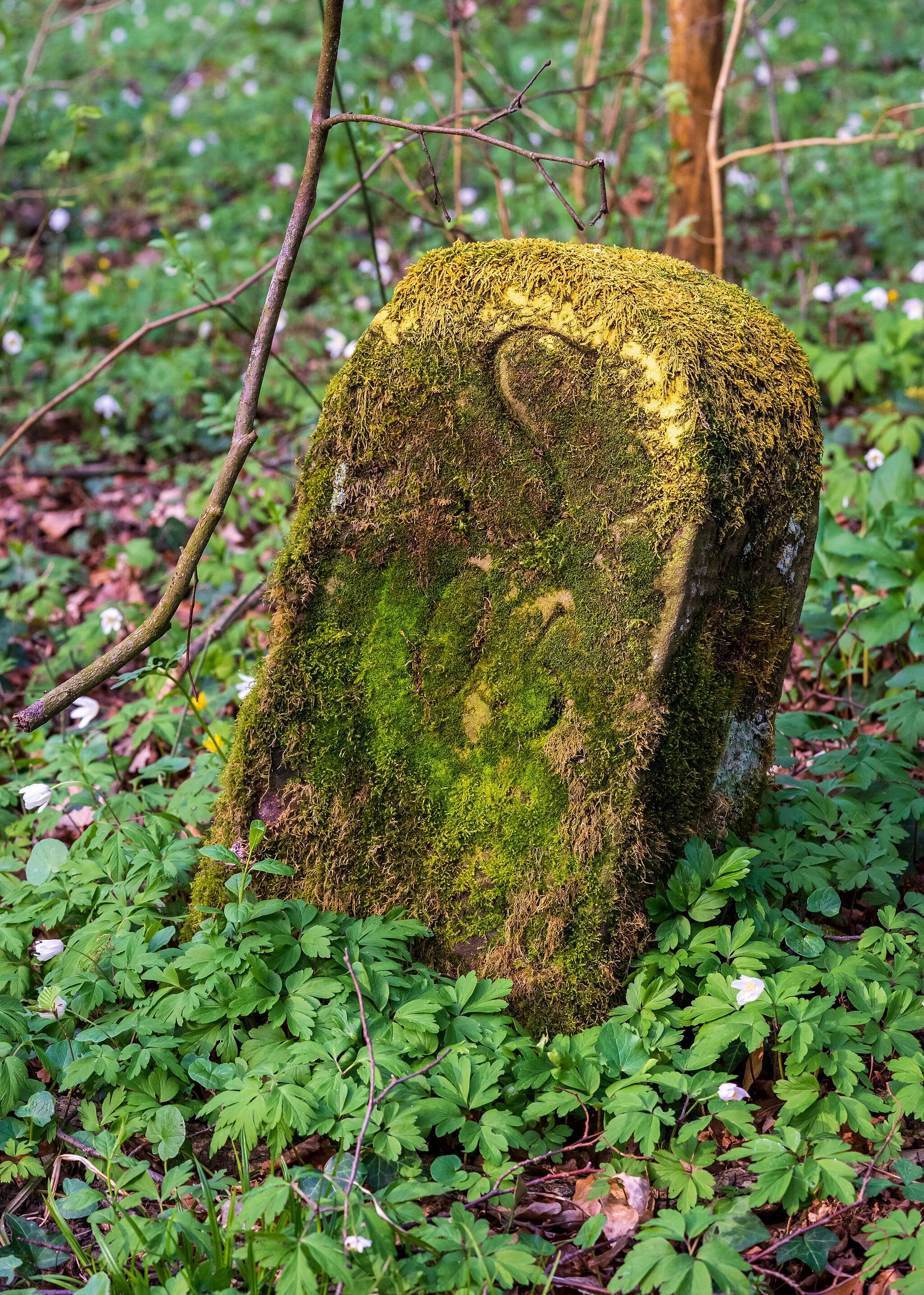 Photo showing: Neckarsulm: Historischer Grenzstein auf der Grenze der Gemarkungen von Neckarsulm und Erlenbach. Das „S“ auf dem Stein steht für „Sulm“, den alten Namen der Stadt, die schwer zu lesende Grenzstein-Nummer lautet wohl 105. Dieser Stein befindet sich im Wald östlich des Scheuerbergs im Flur „Tiergartenwald“ zwischen Wilfenseeweg und Schafweg (siehe Koordinaten-Angabe).