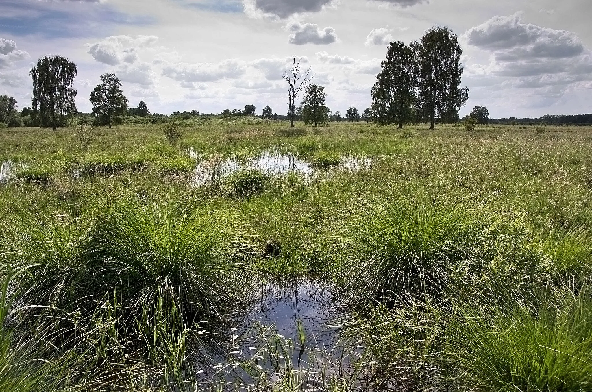 Photo showing: Naturschutzgebiet (NSG) „Leipheimer Moos“, Swabia (Bavaria), Bavaria.
An ecological NGO „ARGE Donaumoos, Leipheim”, achieved, that the Naturschutzgebiet was waterlogged again. Since 2011 a pipe with water from river Nau (small tributary to the Danube) may rise the drastically fallen groundwater level again.