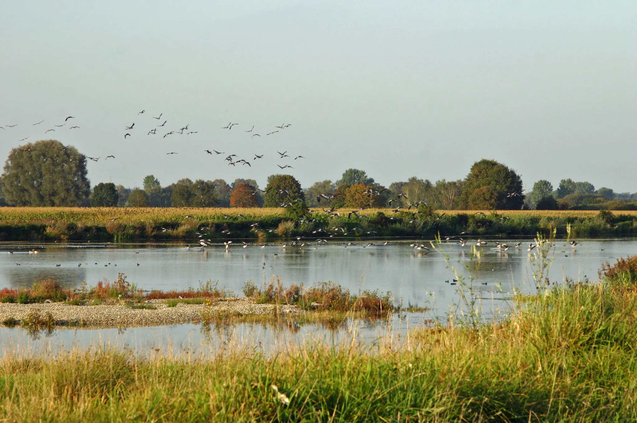 Photo showing: Vogelzug im herbstlichen Sophienried