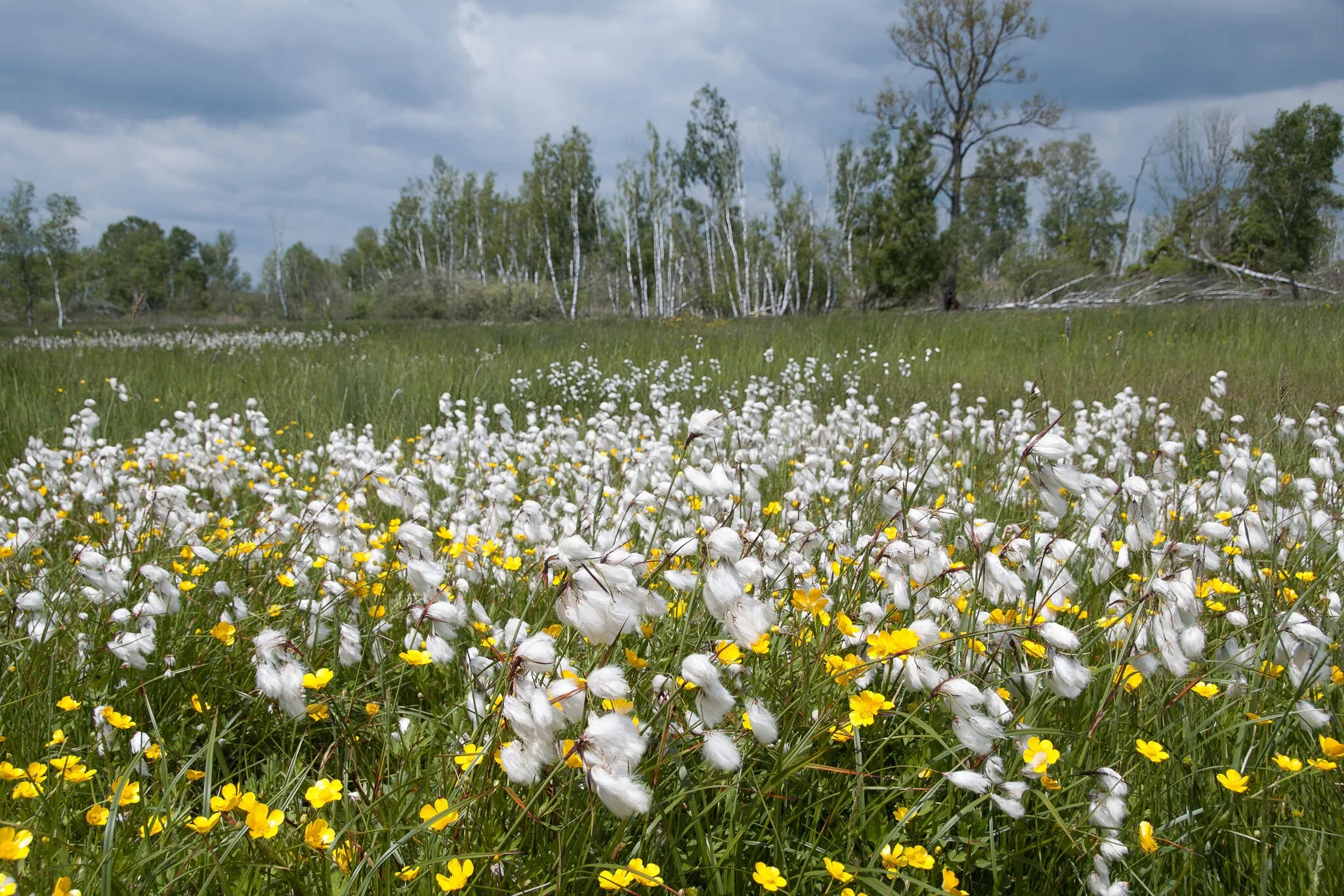 Photo showing: Naturschutzgebiet (NSG) „Leipheimer Moos“, Swabia (Bavaria), Bavaria.
Special plants, signifier of swampy wetlands: habitat for Cyperaceae, Eriophorum, Caltha.