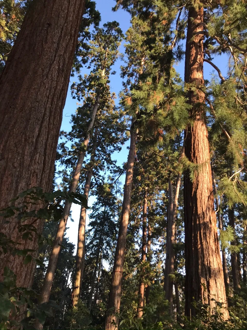 Photo showing: 1865 ließ Wilhelm I. Baum-Samen aus Kalifornien zu 5.000 Setzlingen heranziehen. Die heute größten Bäume sind 35 Meter hoch (die amerikanischen werden 80 m hoch).
