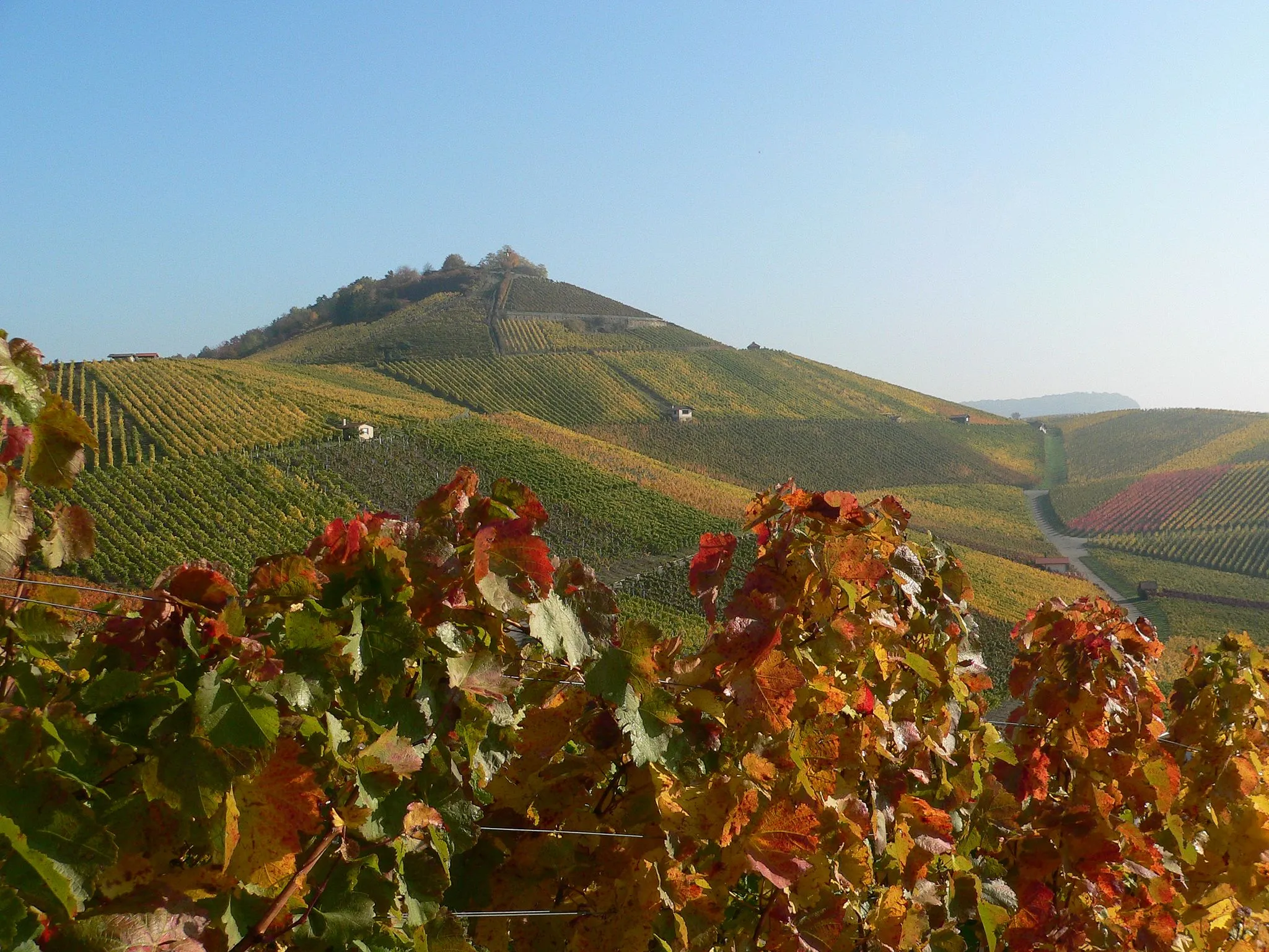 Photo showing: Vineyards on mountain "Scheuerberg" of the City Neckarsulm