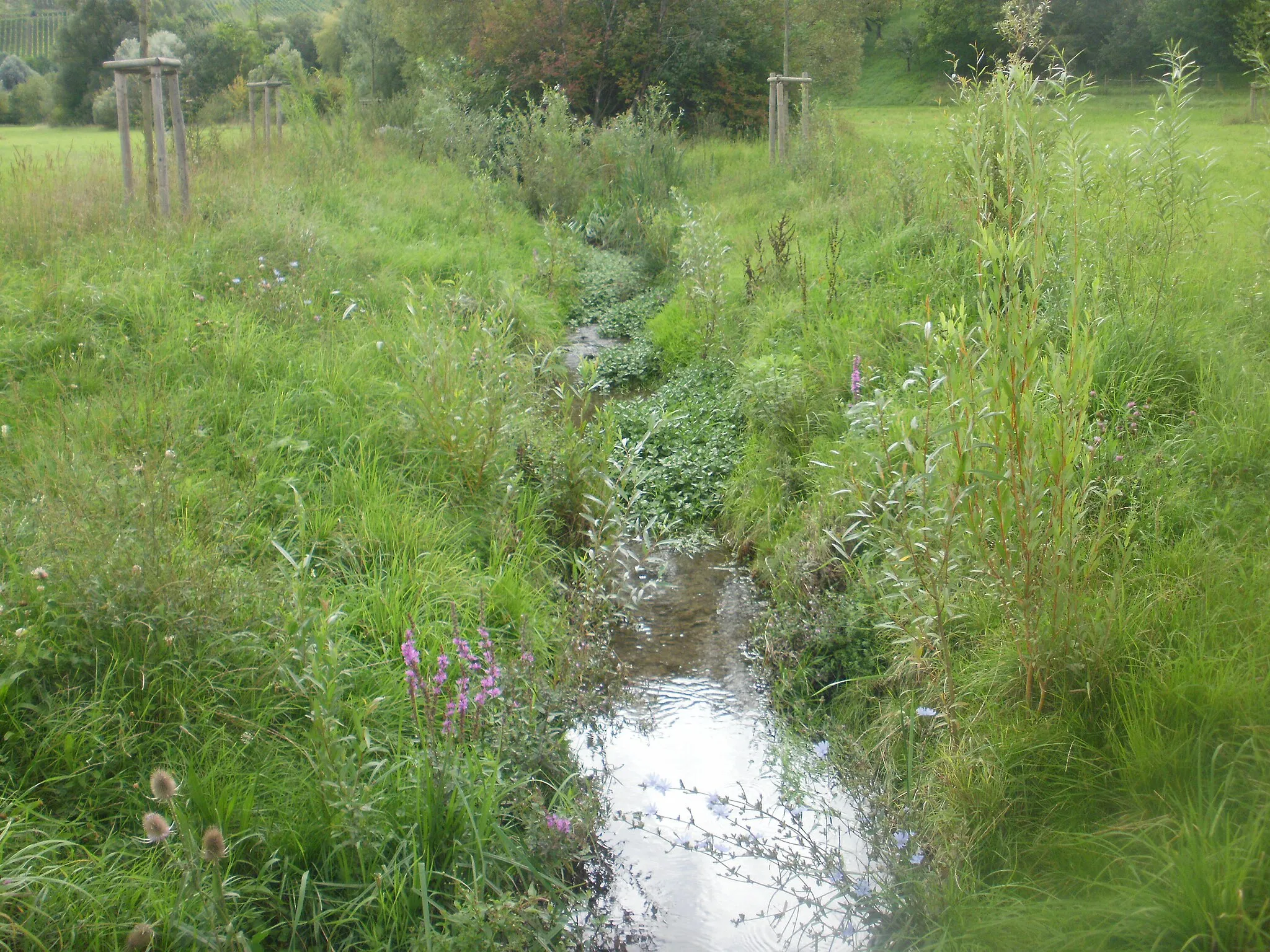 Photo showing: Blick nach Nordnordosten über den Lauf des Sülzbachs vor seinem Einlauf in das neue Staubecken. Der Aufnahmeort liegt etwa 100 m nördlich der den Mündungstrichter ins Sulmtal bei Obersulm-Sülzbach querenden Bahnlinie. In der Mitte des Bildhintergrundes liegen die feuchten Sandwiesen, am linken oberen Bildrand erkennt man den weinbergbestandenen Südhang des Goldbergs.