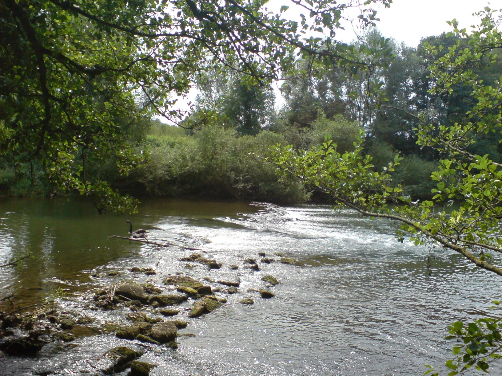 Photo showing: Stromschnelle der Jagst bei Untergriesheim bei niedriger Wasserführung im August, zwei Trauerschwäne
