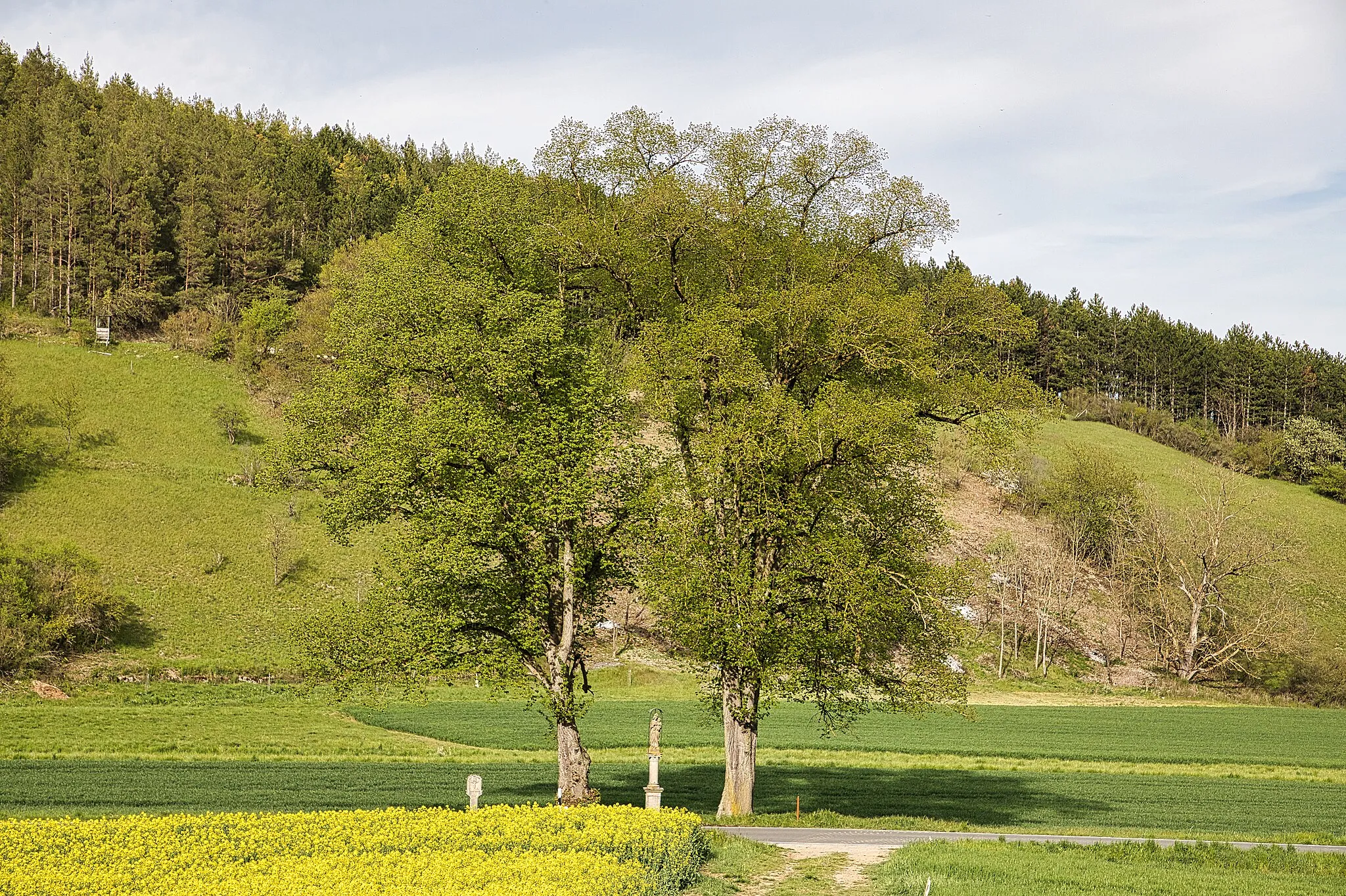 Photo showing: Das Einzelgebilde-Naturdenkmal "2 Linden Grabenäcker" mit der Nr. 80281390001 auf der Gemarkung Deubach von Lauda-Königshofen. Im Schatten der beiden Linden stehen zwei historische Bildstöcke.