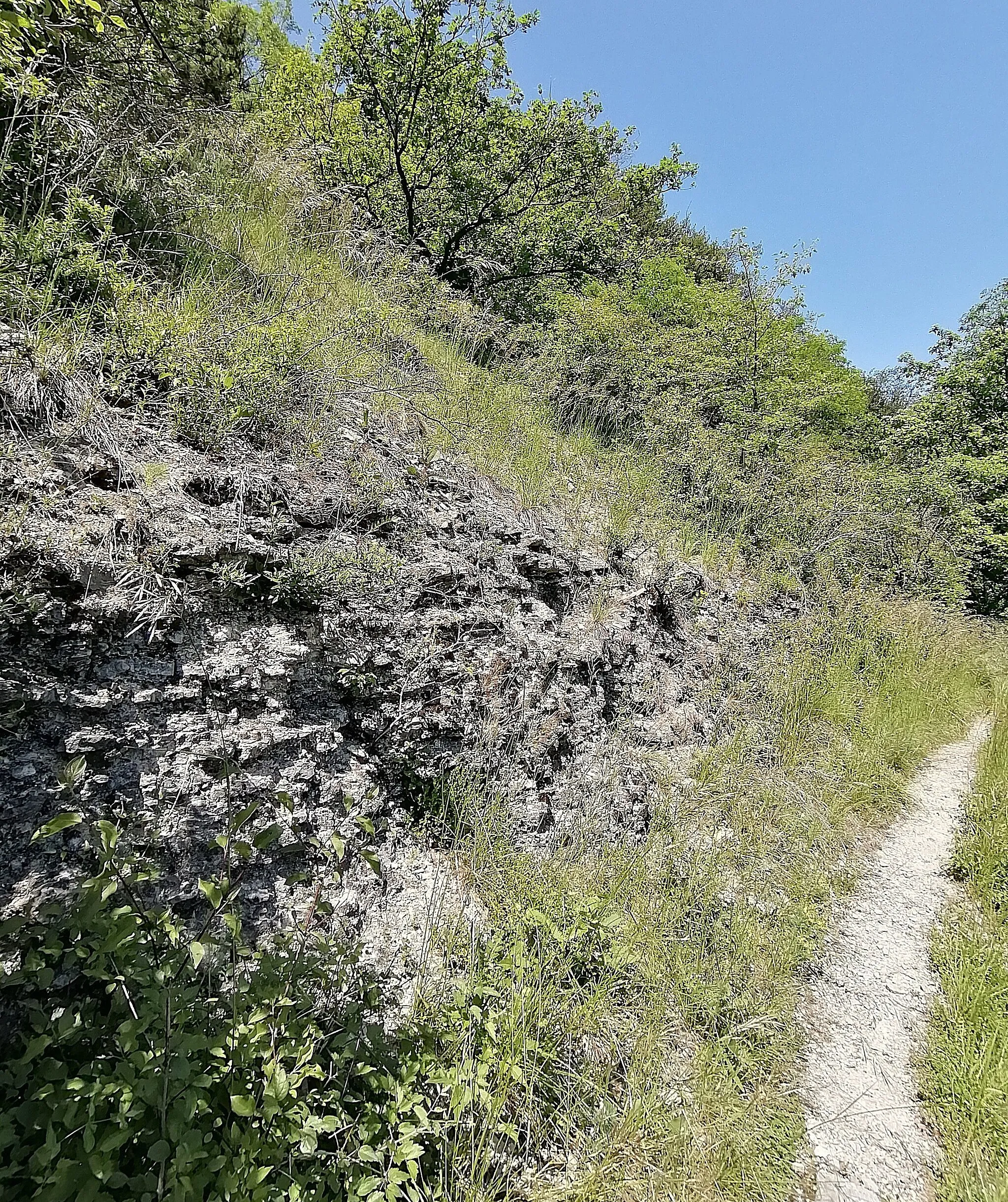 Photo showing: Naturschutzgebiet Hamberg, Mosbach: Aufschluss im Unteren Muschelkalk an Südosthang; Mai 2023