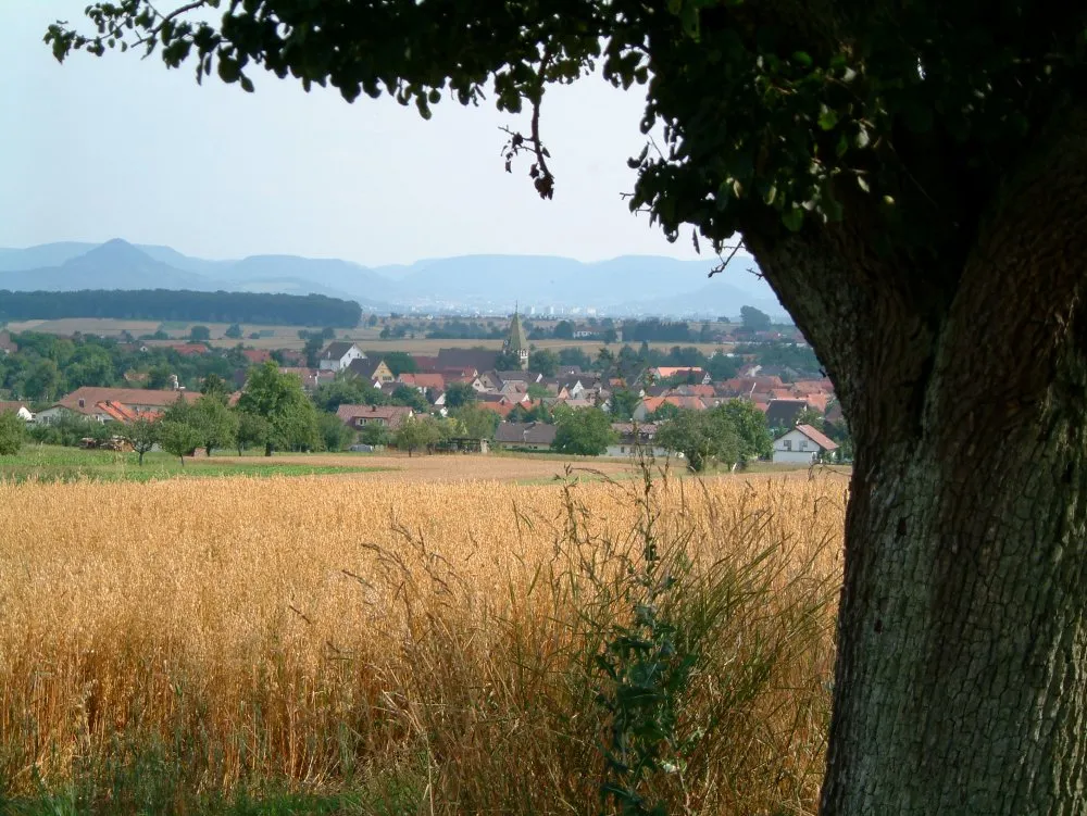 Photo showing: Motiv / Beschreibung: Blick auf Walddorf, im Vordergrund Getreidefeld, im Hintergrund Hochhäuser von Reutlingen und die Achalm sowie die Albkette.