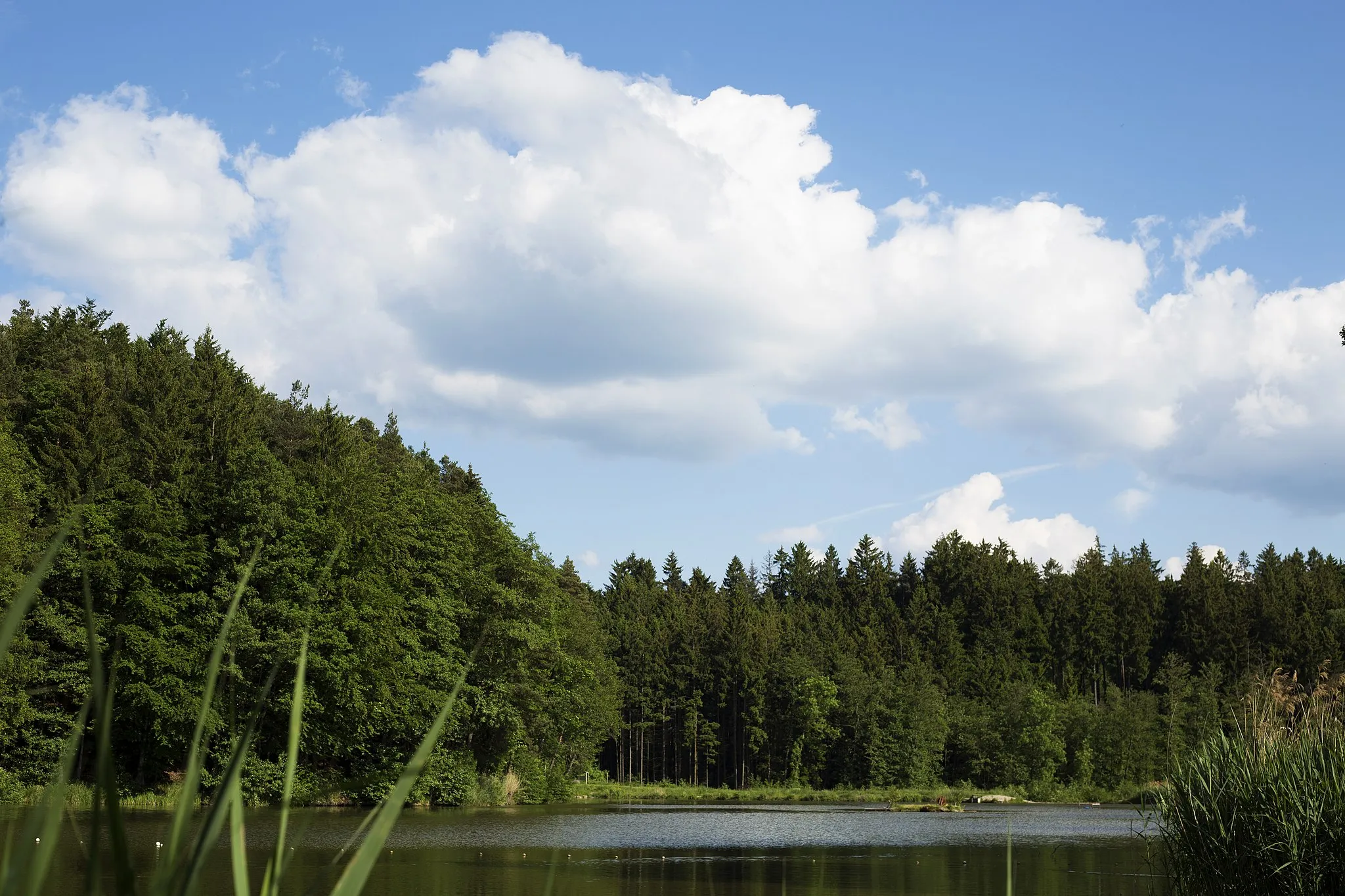 Photo showing: Nature at the Finsterroter See, Baden-Württemberg, Germany.