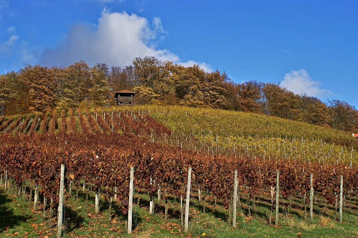 Photo showing: Ötisheim Schönenberg Weinberge mit Chartaque