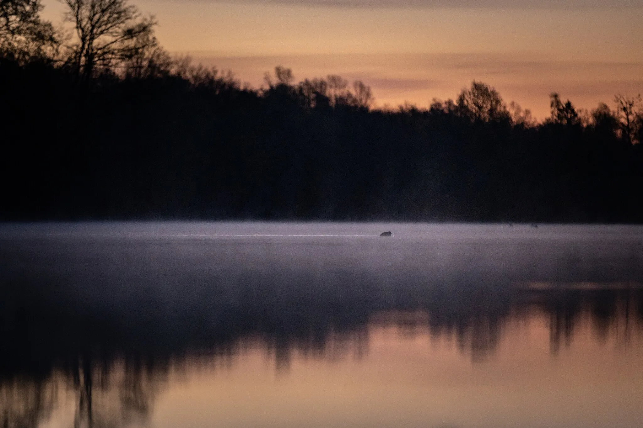 Photo showing: Der Professorenweiher liegt in leichtem Nebel vor Sonnenaufgang während eine Ente quer durch das Bild schwimmt
