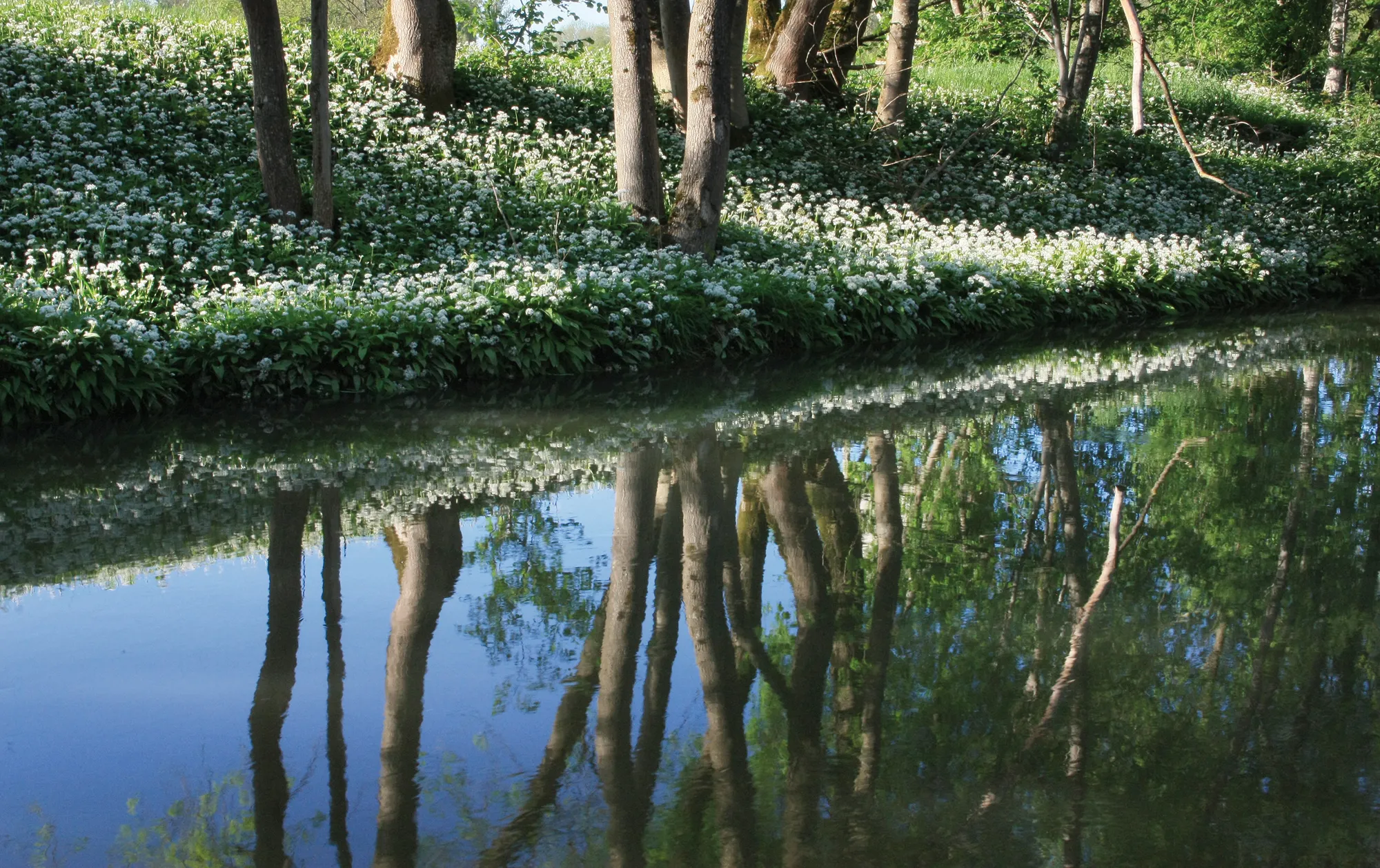 Photo showing: Bärlauchblüte an der Nau, in den Donauauen (Nauwald NSG-00164.01) bei Leipheim in Schwaben