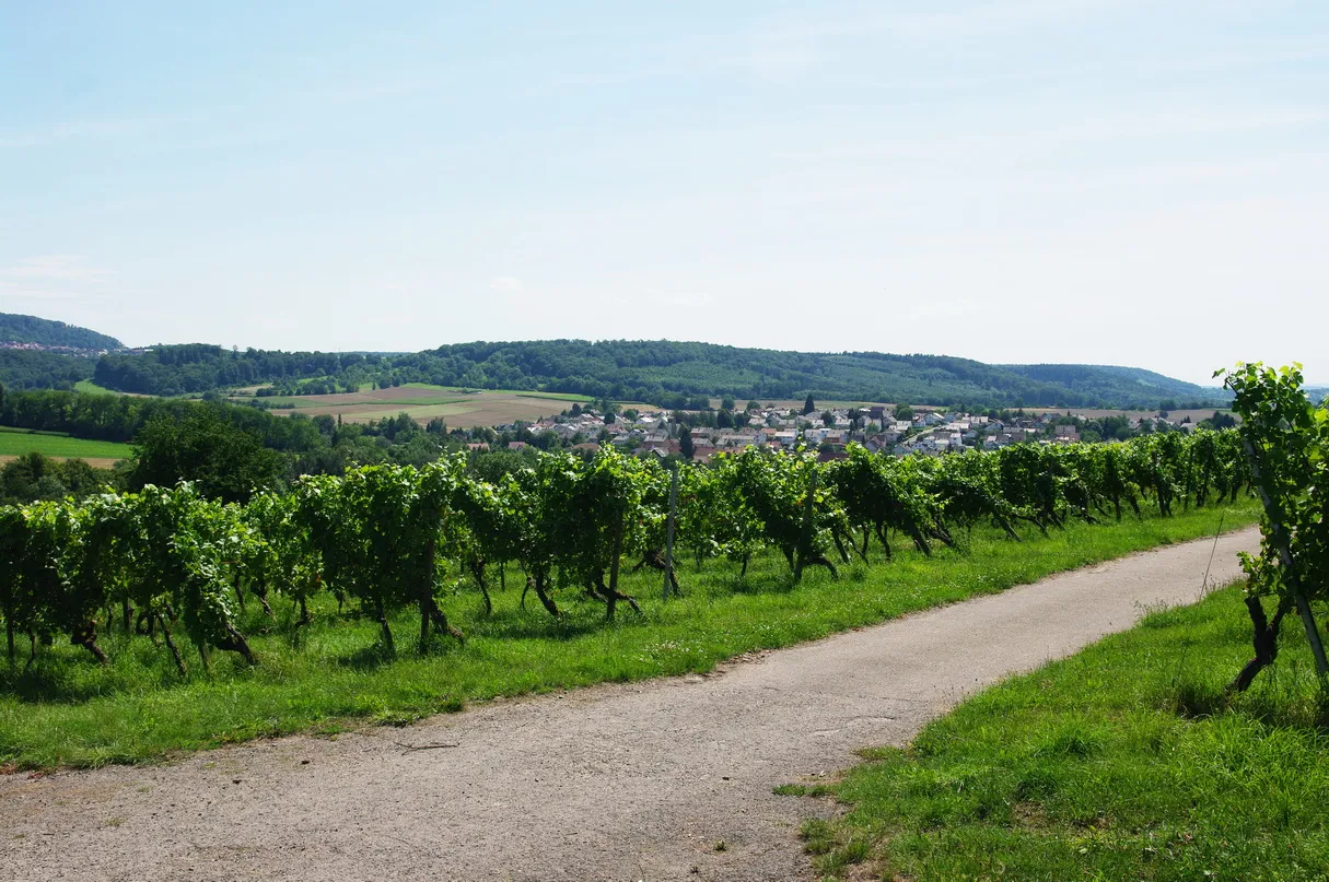 Photo showing: Weinberge Kürnbach