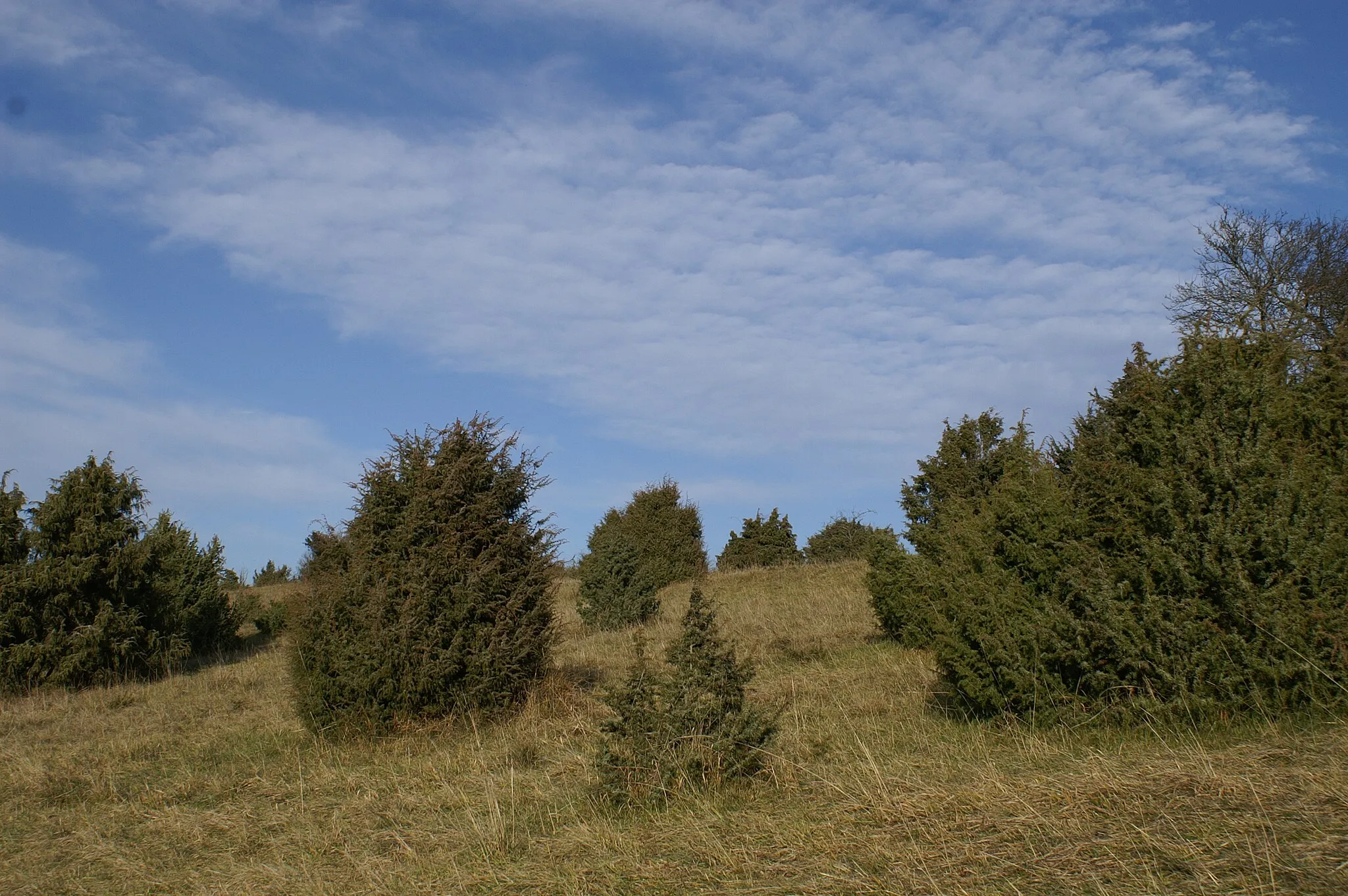Photo showing: Das Gebiet Mönchsteig mit den Wacholderheiden bei Aichen steht seit 1991 unter Naturschutz.