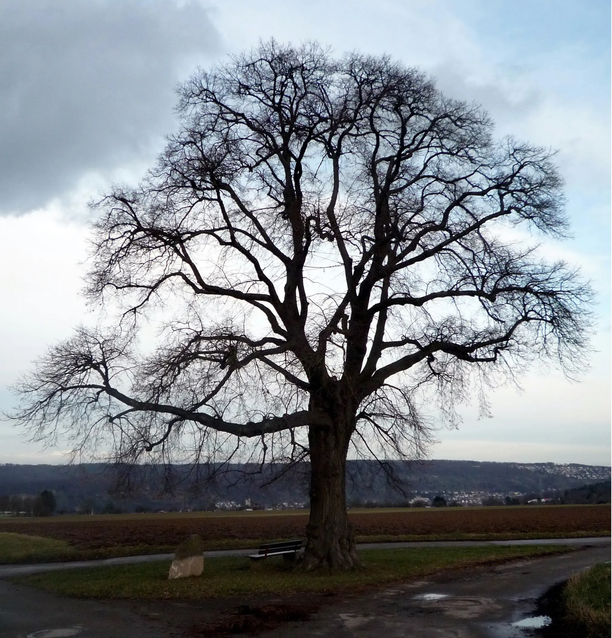 Photo showing: Lime-tree planted as hunger memorial in 1833 (Deizisau, Baden-Württemberg, Germany)