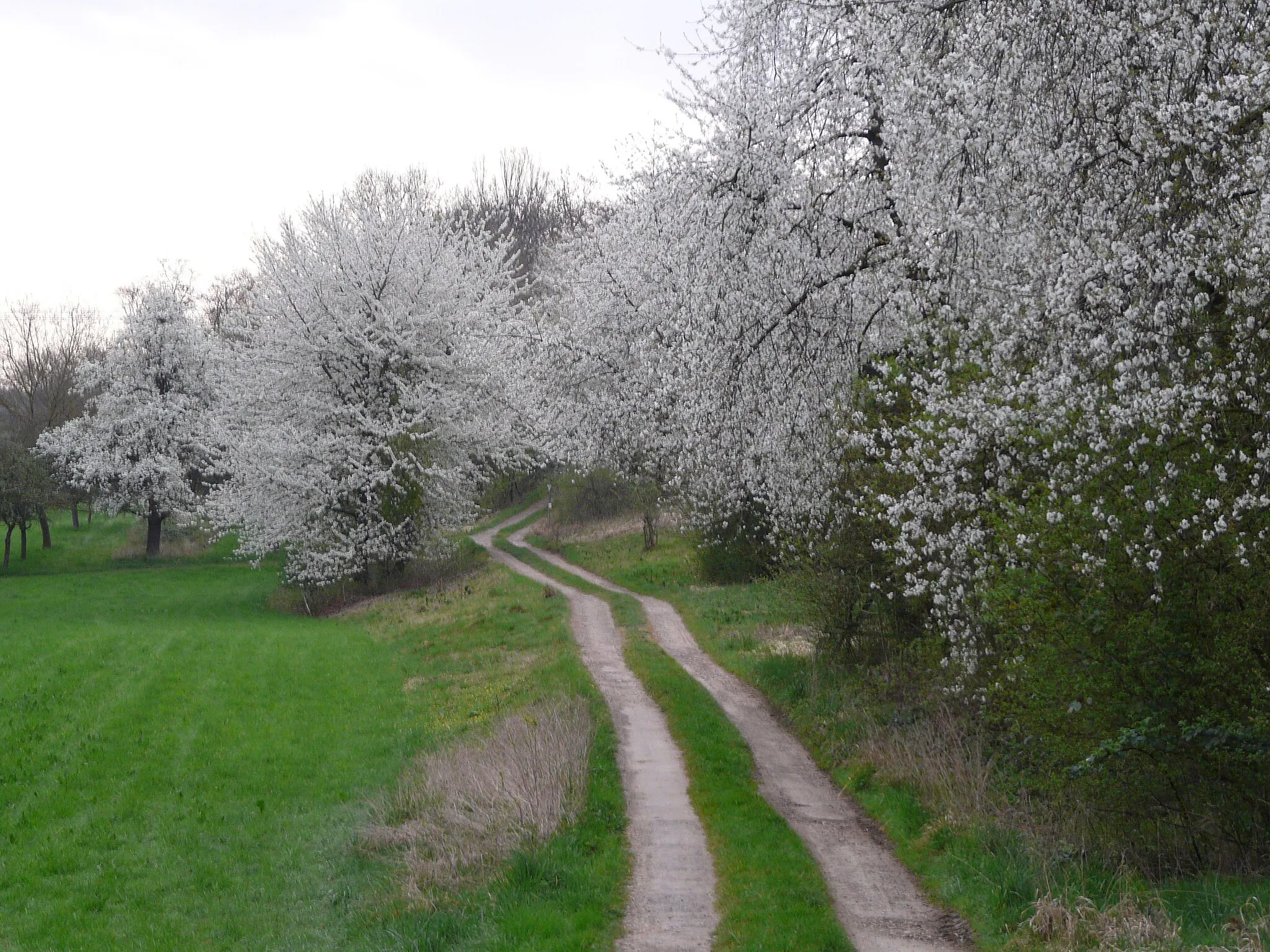Photo showing: zeigt den Feldweg mit der vollen Pracht der Kirschbäume durch das Naturschutzgebiet im Gschnait in Neckarweihingen