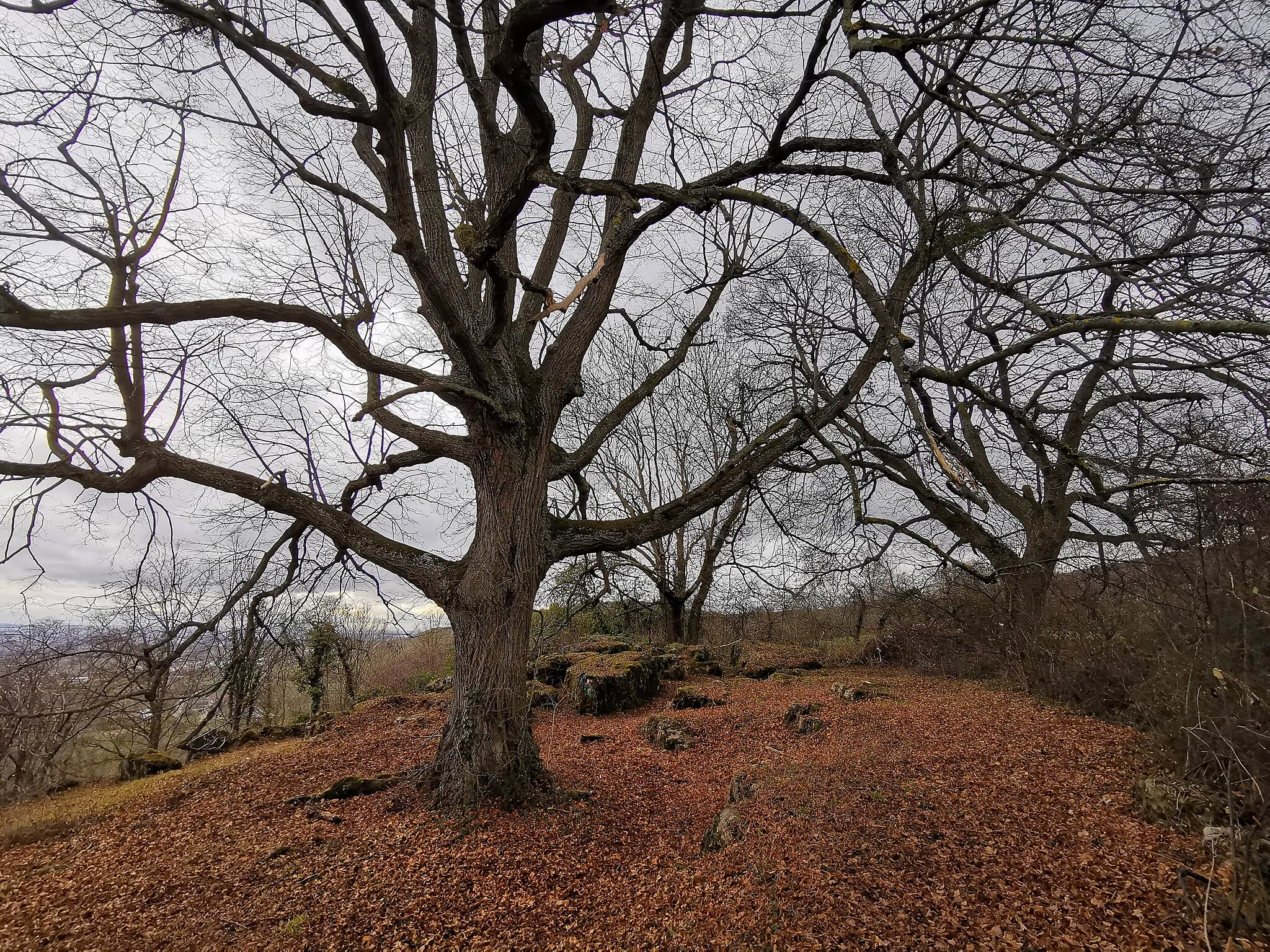 Photo showing: Gehölz mit Steppenheide und sog. Steinfelsen (Naturdenkmal 81190900011)