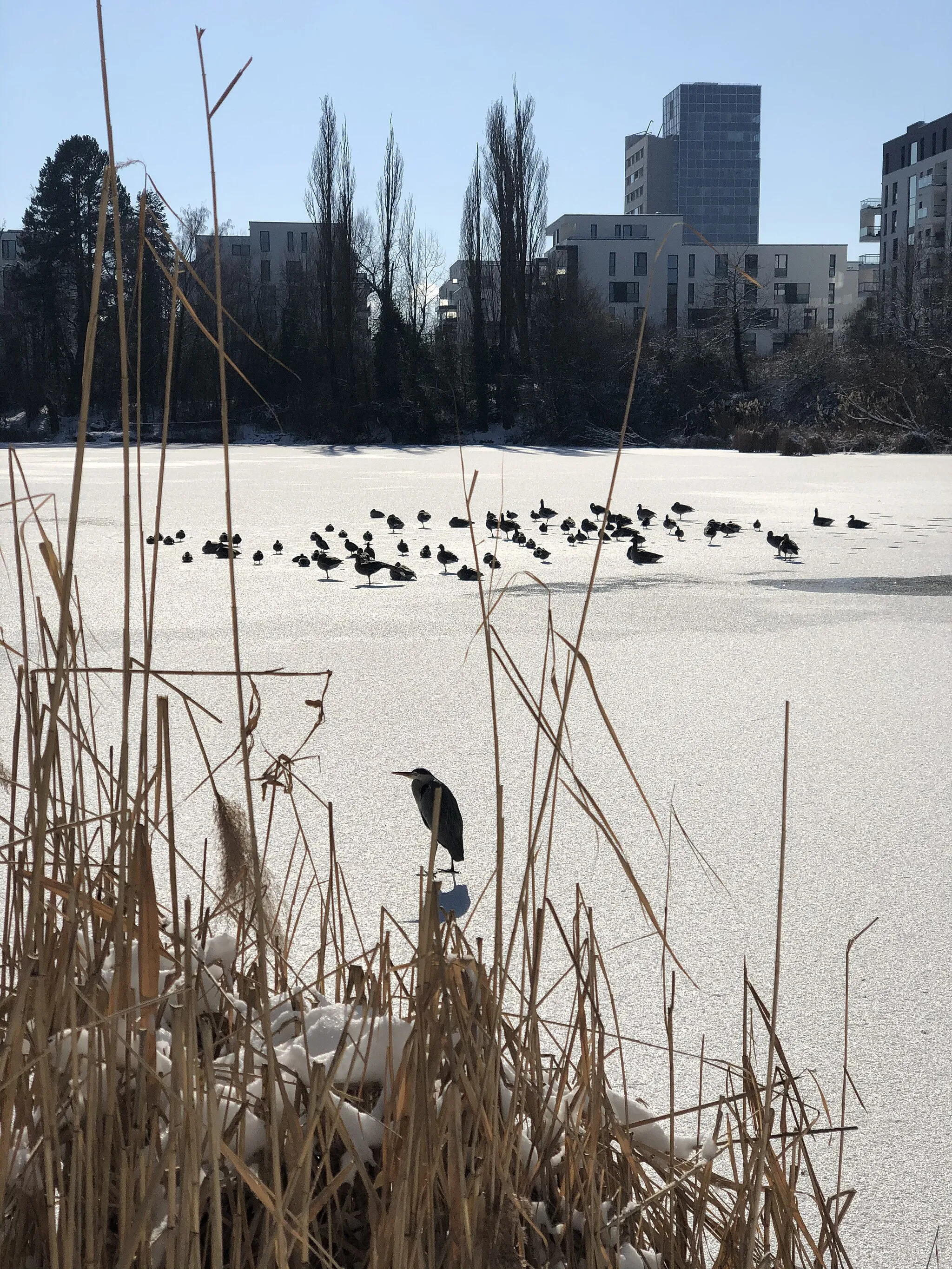 Photo showing: Zugefrorener Probstsee mit Vögeln (u.a. ein Graureiher), 2021-02-11.