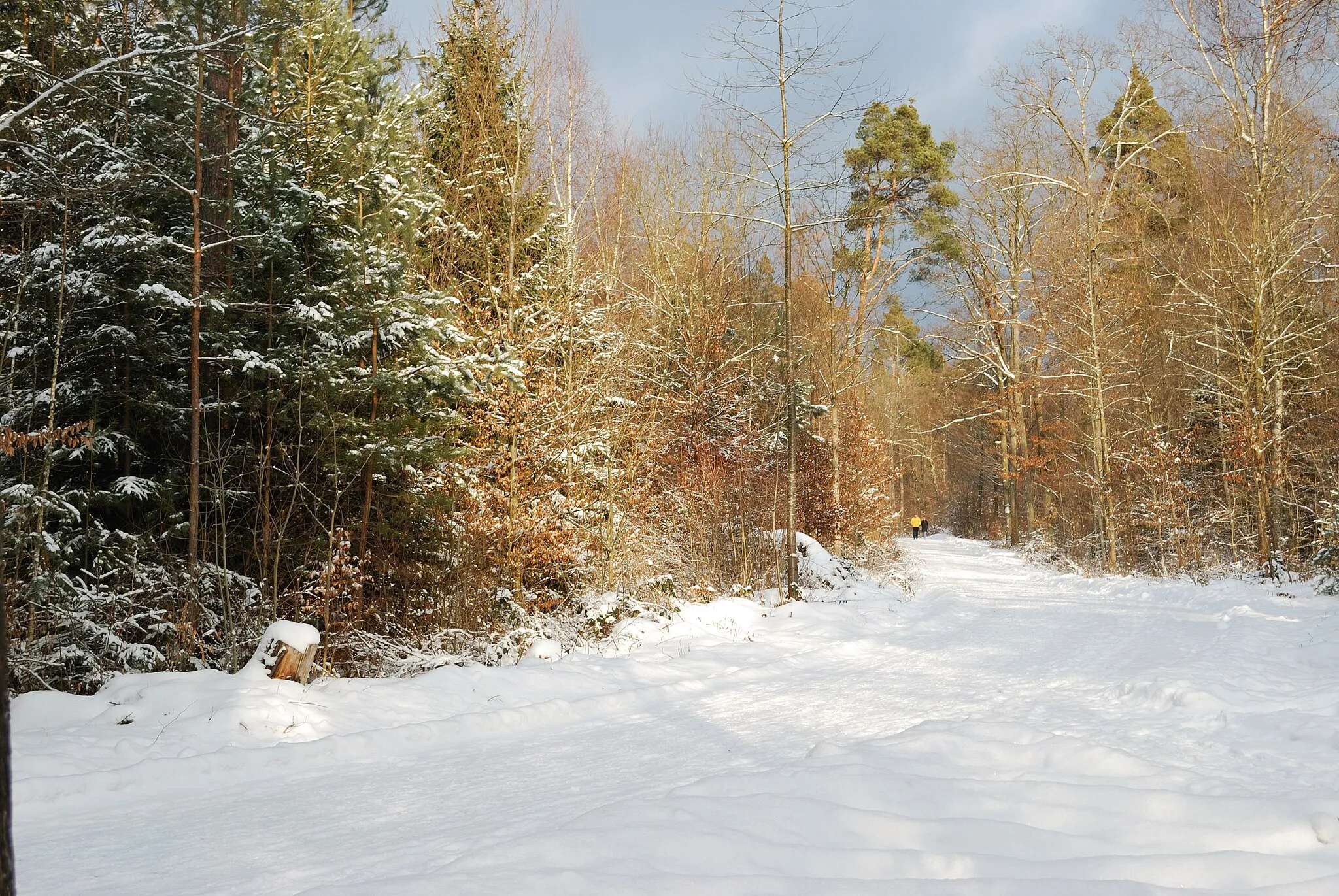 Photo showing: The nature reserve „Rot- und Schwarzwildpark“ in Stuttgart in Southern Germany in the snowy winter 2010.