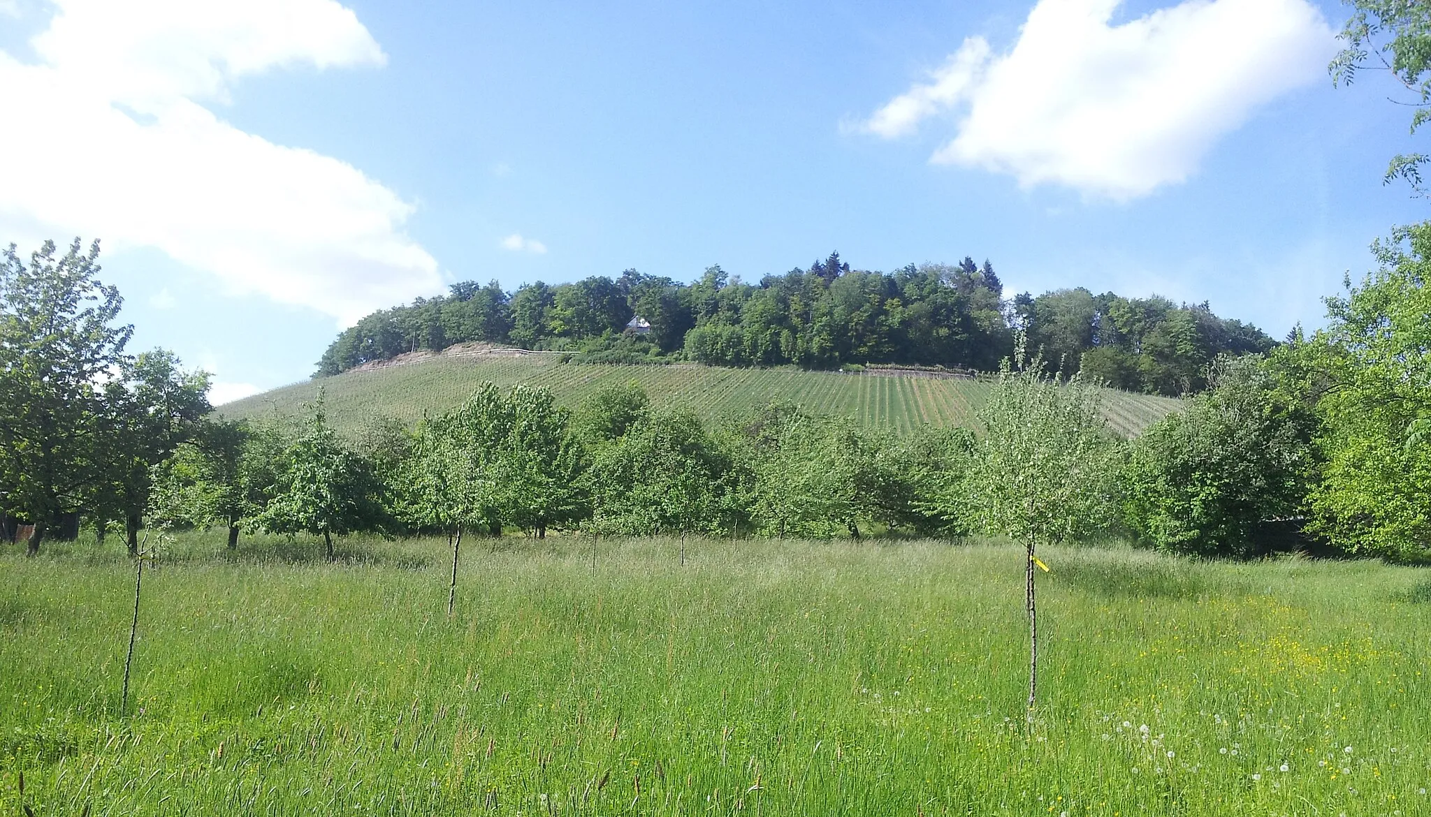 Photo showing: The Lemberg, a hill near Affalterbach (which is a village east of Ludwigsburg, Germany)