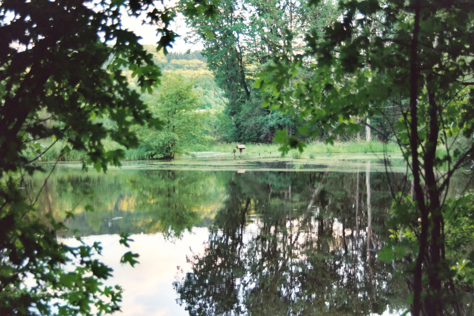 Photo showing: See im Kupfermoor am Fuß der Waldenburger Berge (2004).