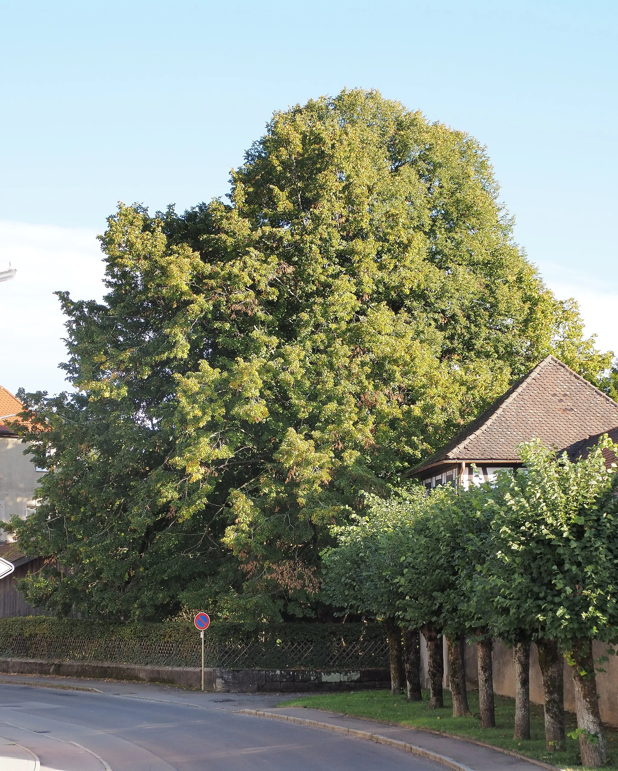 Photo showing: Alte Linde beim Unteren Schloß, Alfdorf, Rems-Murr-Kreis, Deutschland