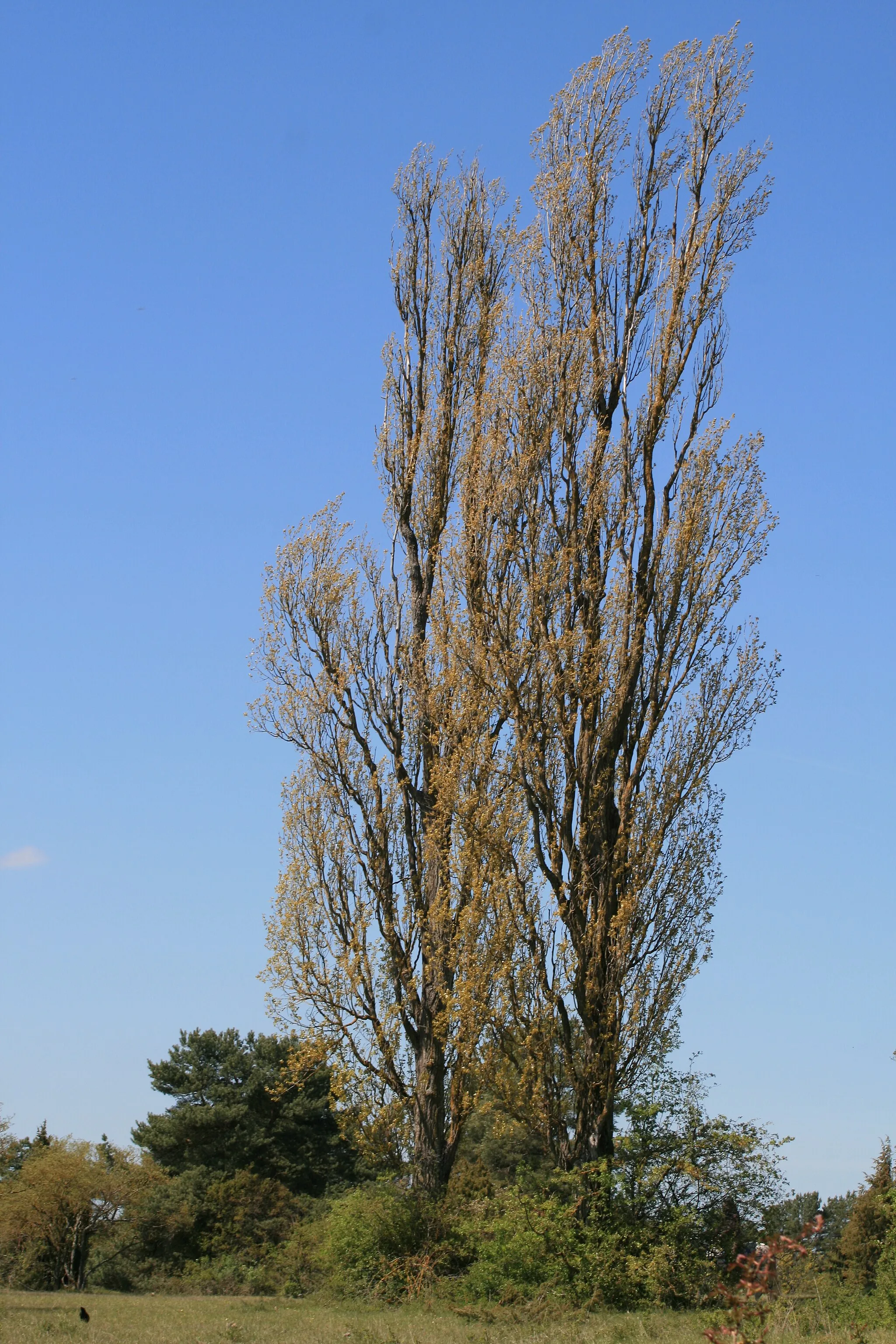 Photo showing: Zwei Pappeln mit gerade sprießenden und in der Sonne golden leuchtenden Blättern auf dem Betzenbuckel; Landschaftsschutzgebiet Betzenbuckel im Enzkreis